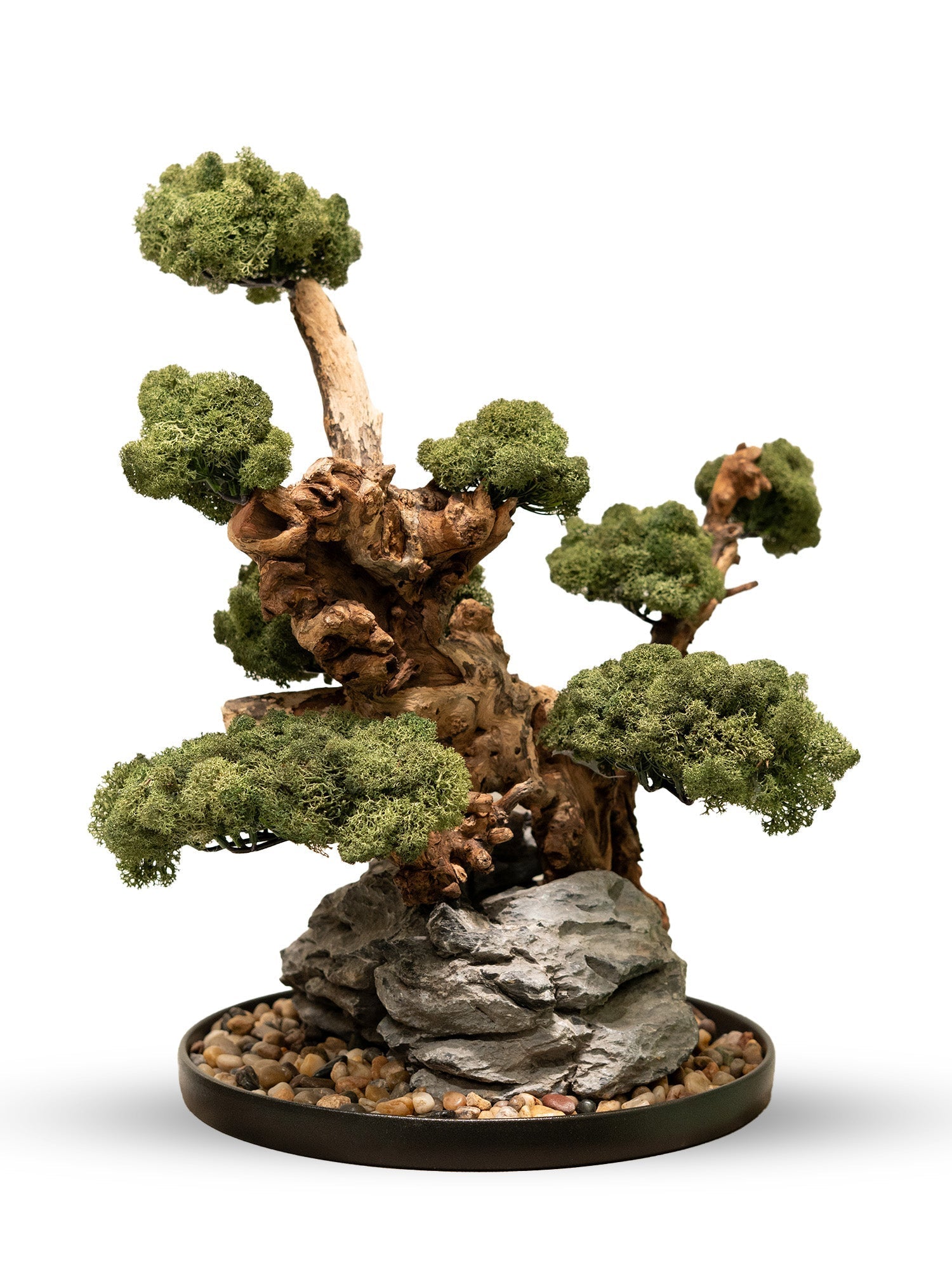 Handcrafted Bonsai in Dubai | Unique Natural Art Creations