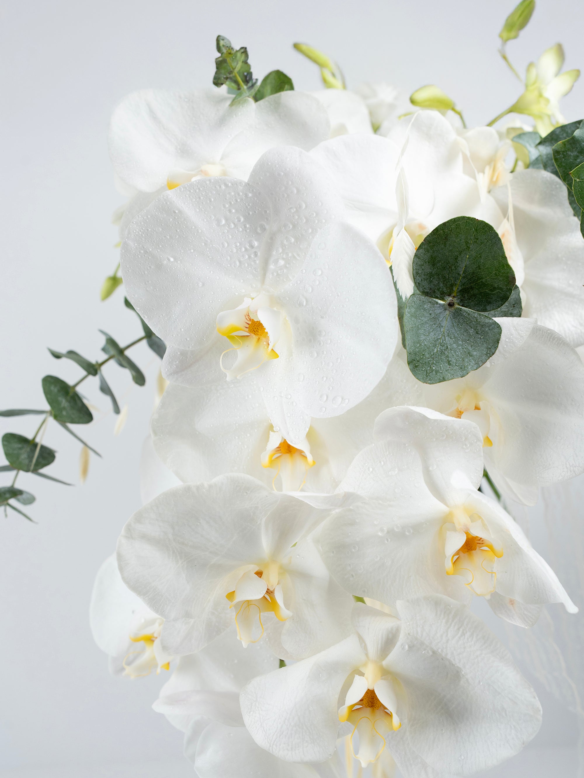 Promise in Petals