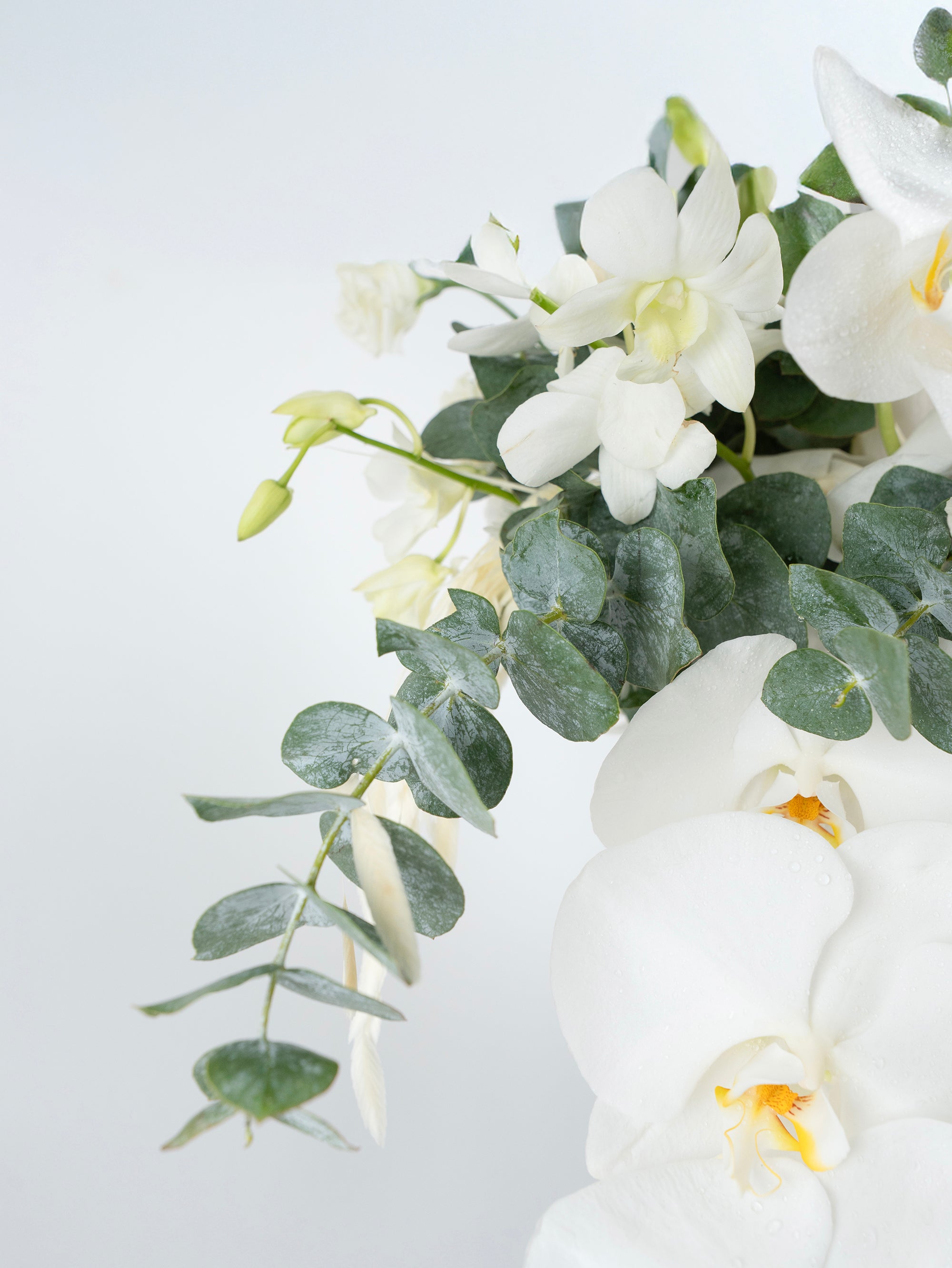 Promise in Petals