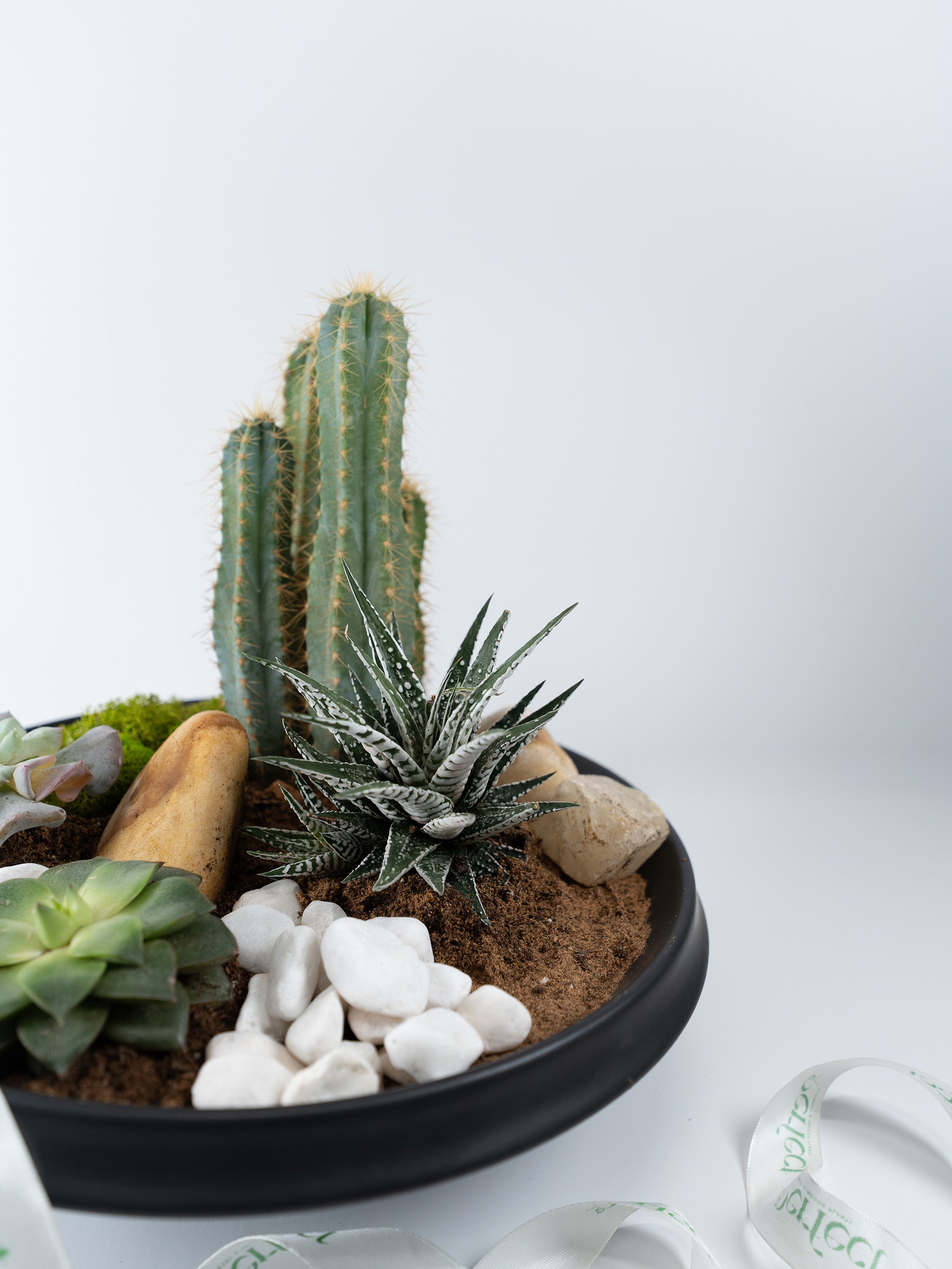 Desert Elegance