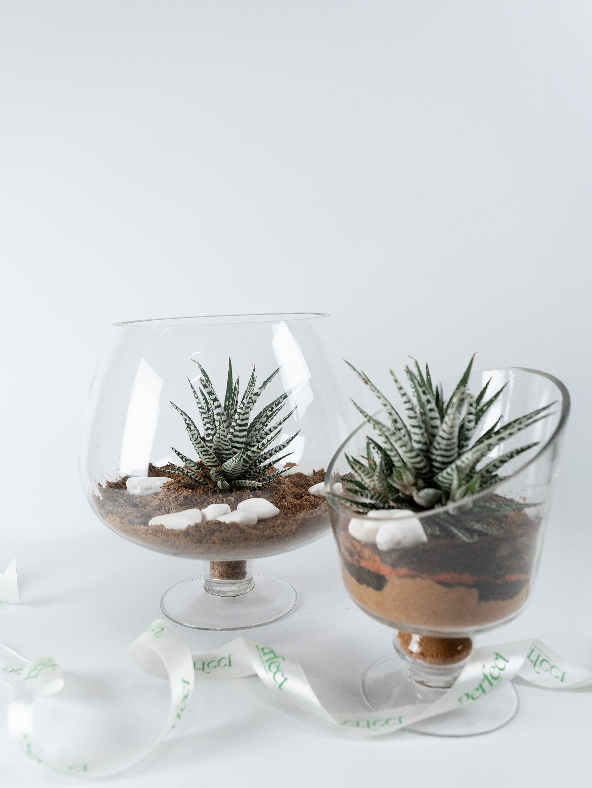 Eco Chic Cactus