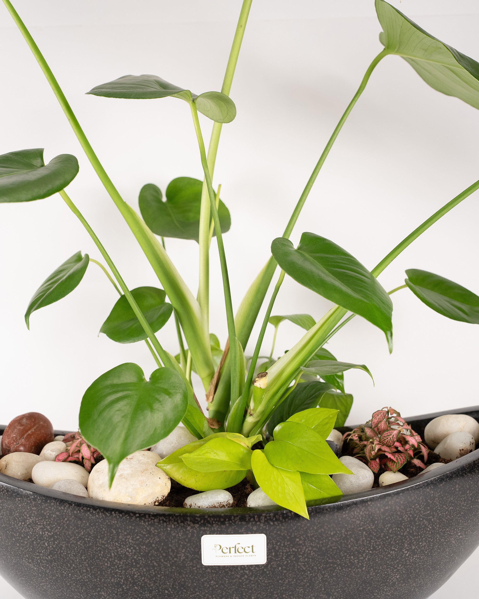 Windy Monstera bowl