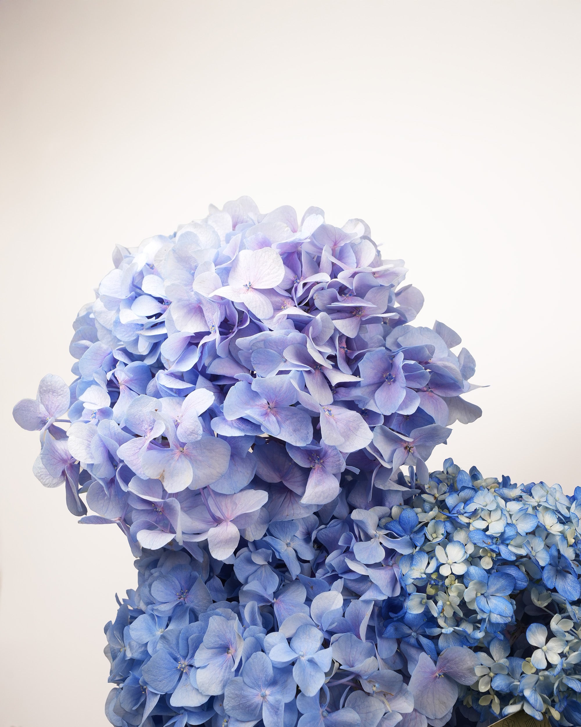 Royal Hydrangea Bloom