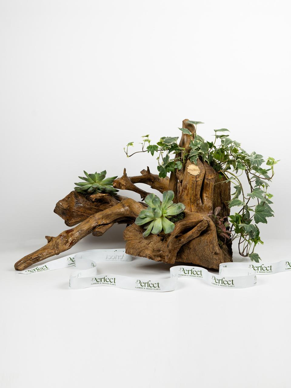 Terrawood_1