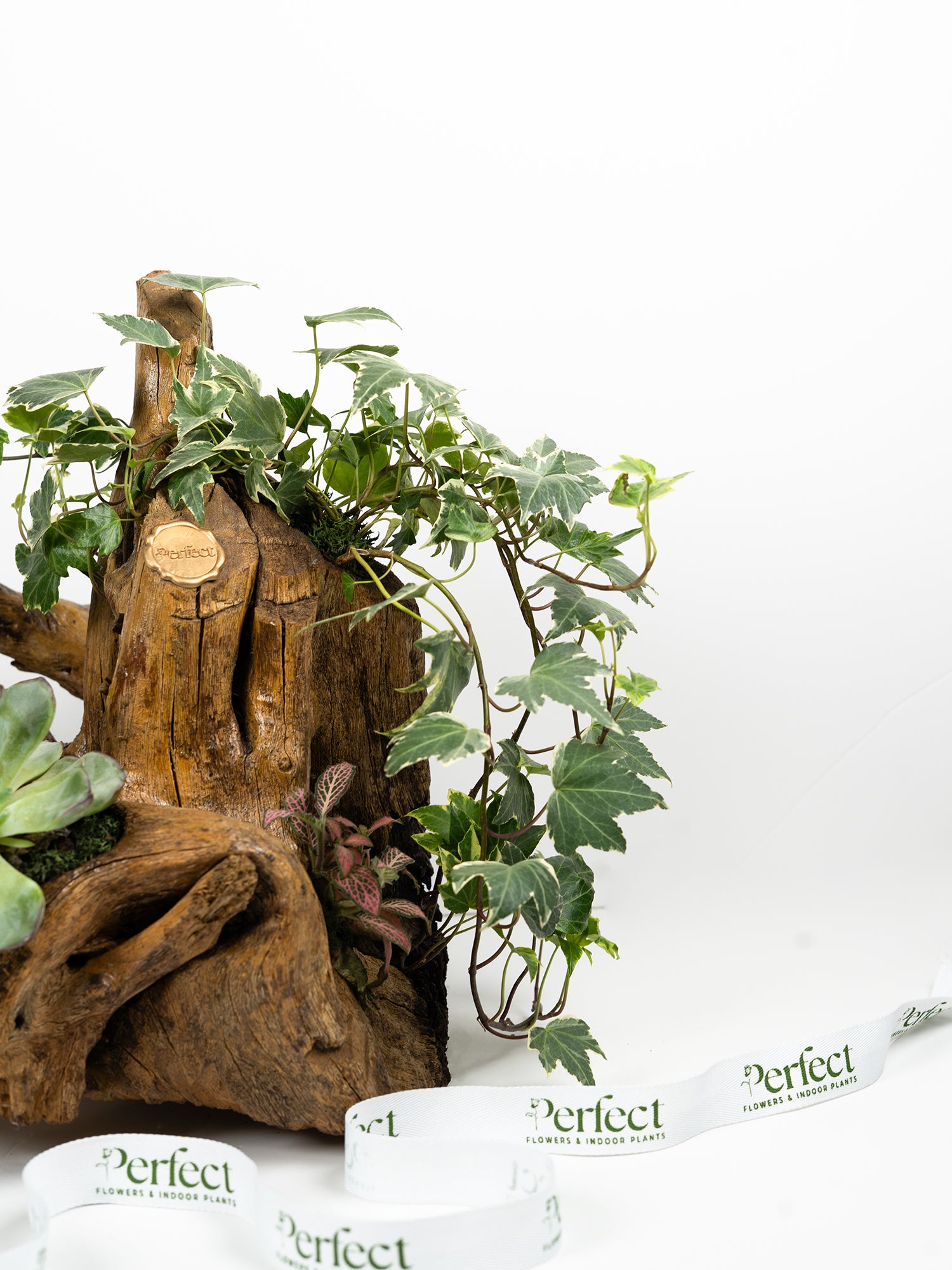 Terrawood_2