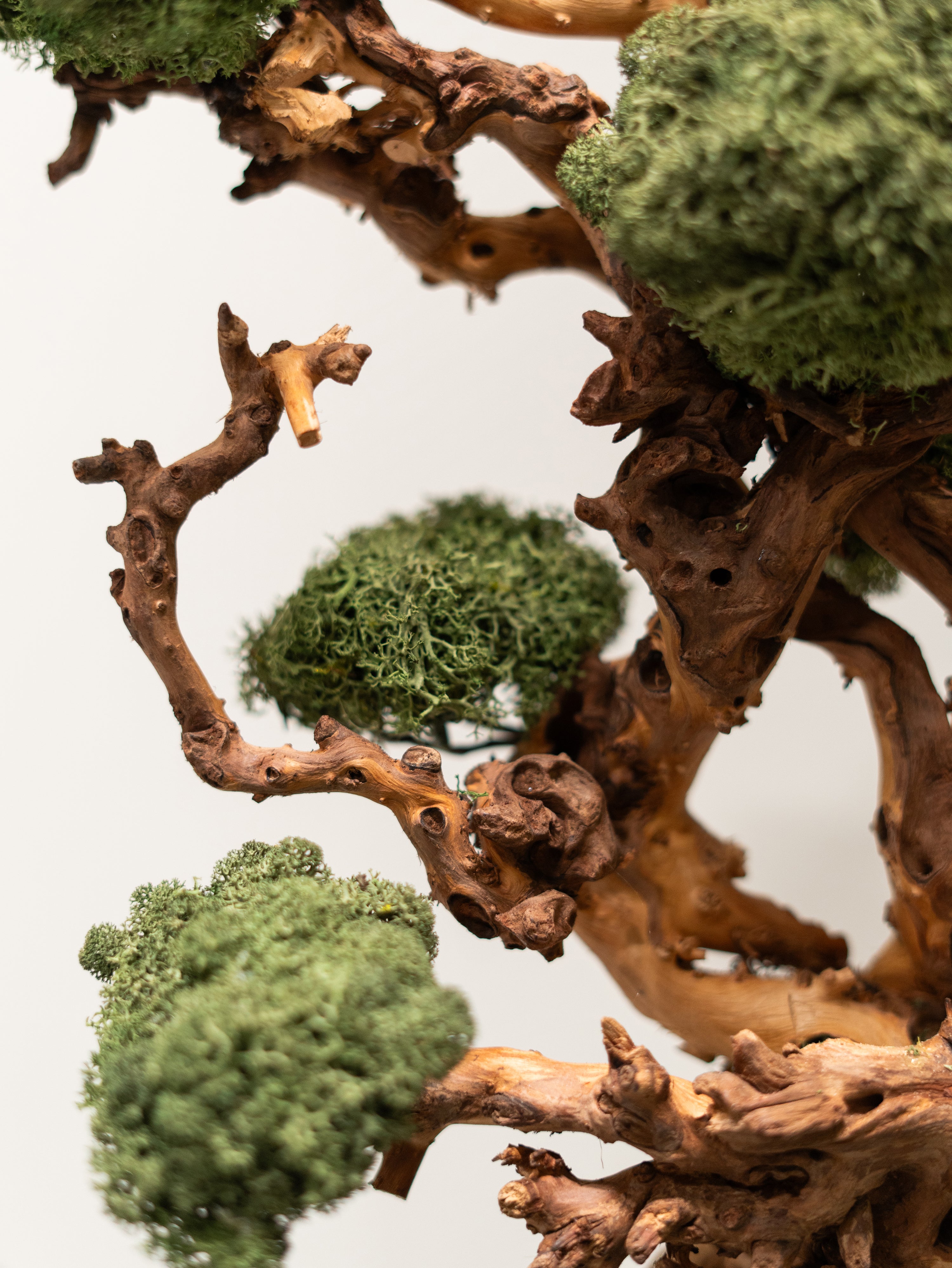 bonsai-house_4