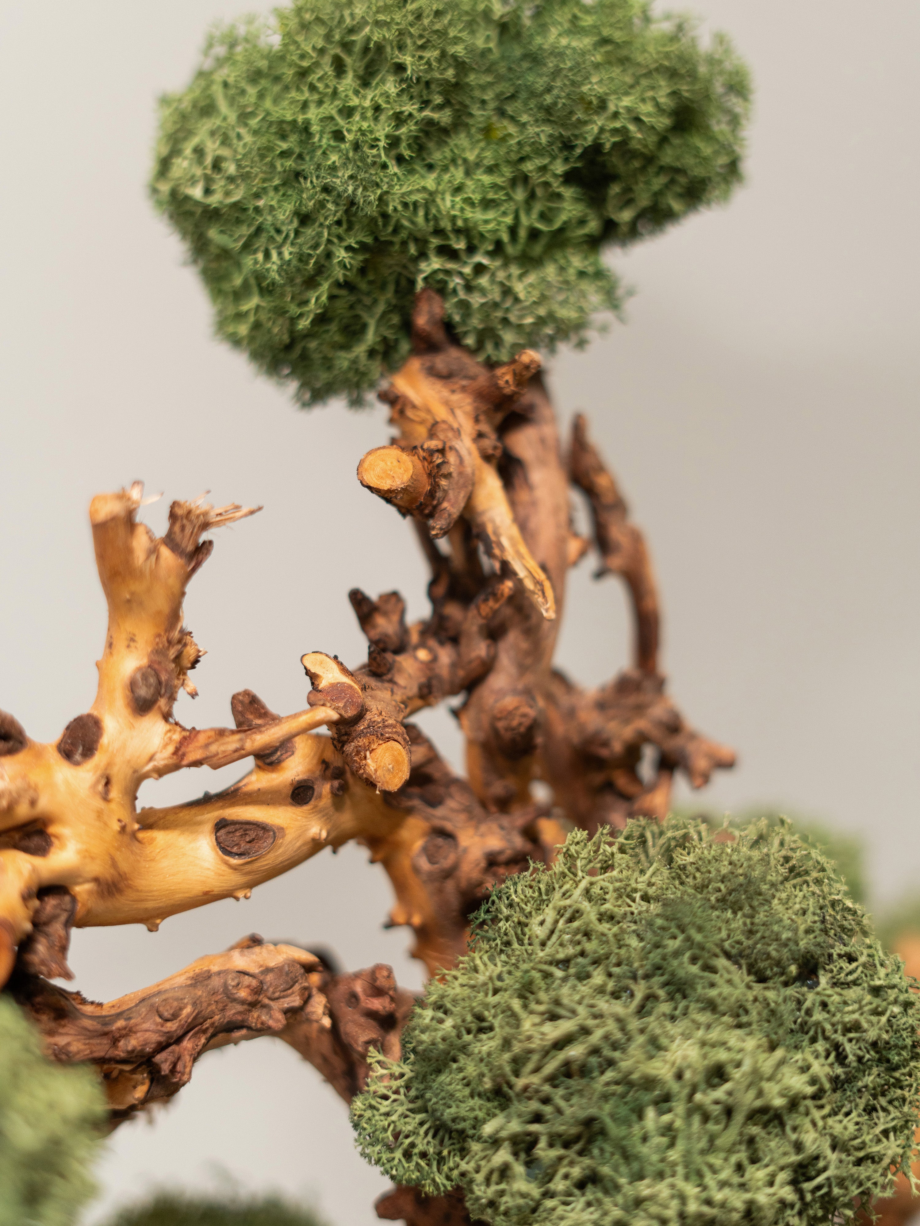 bonsai-house_5