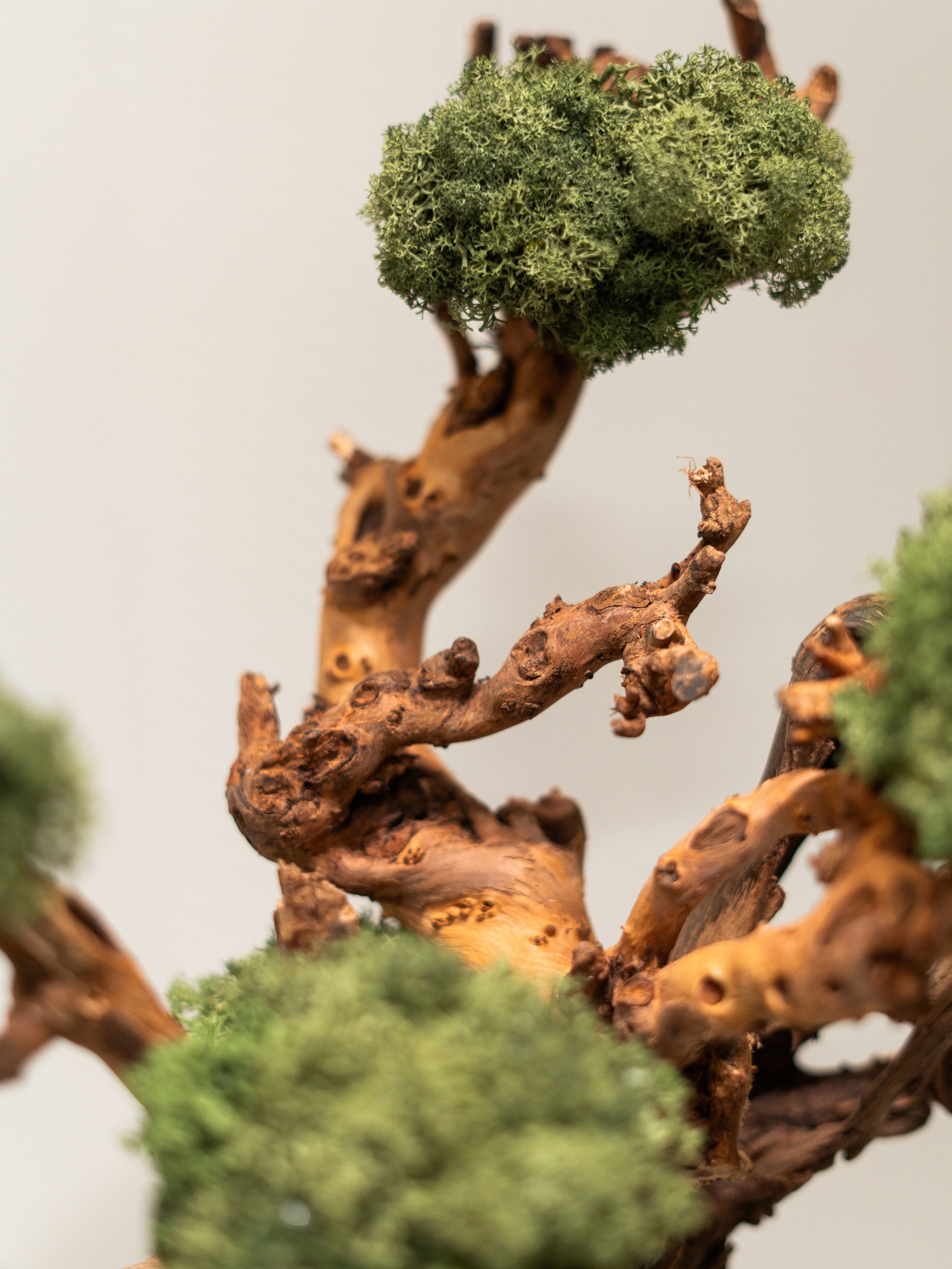 bonsai-house_7