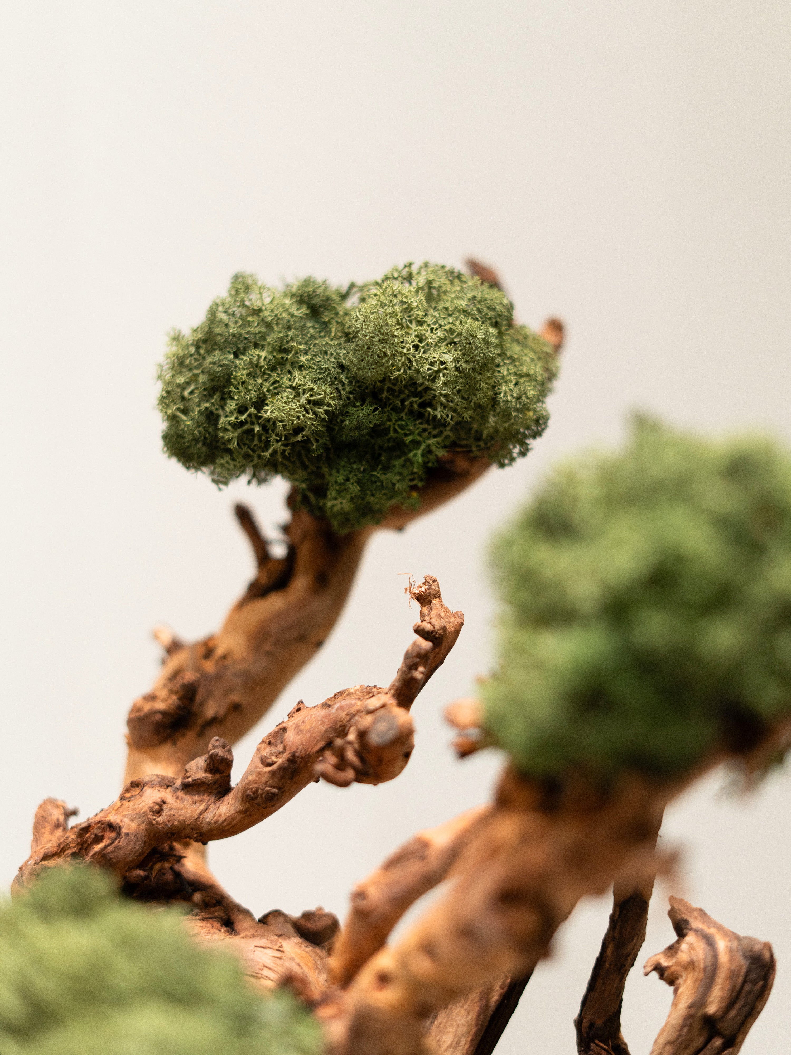 bonsai-lines_4