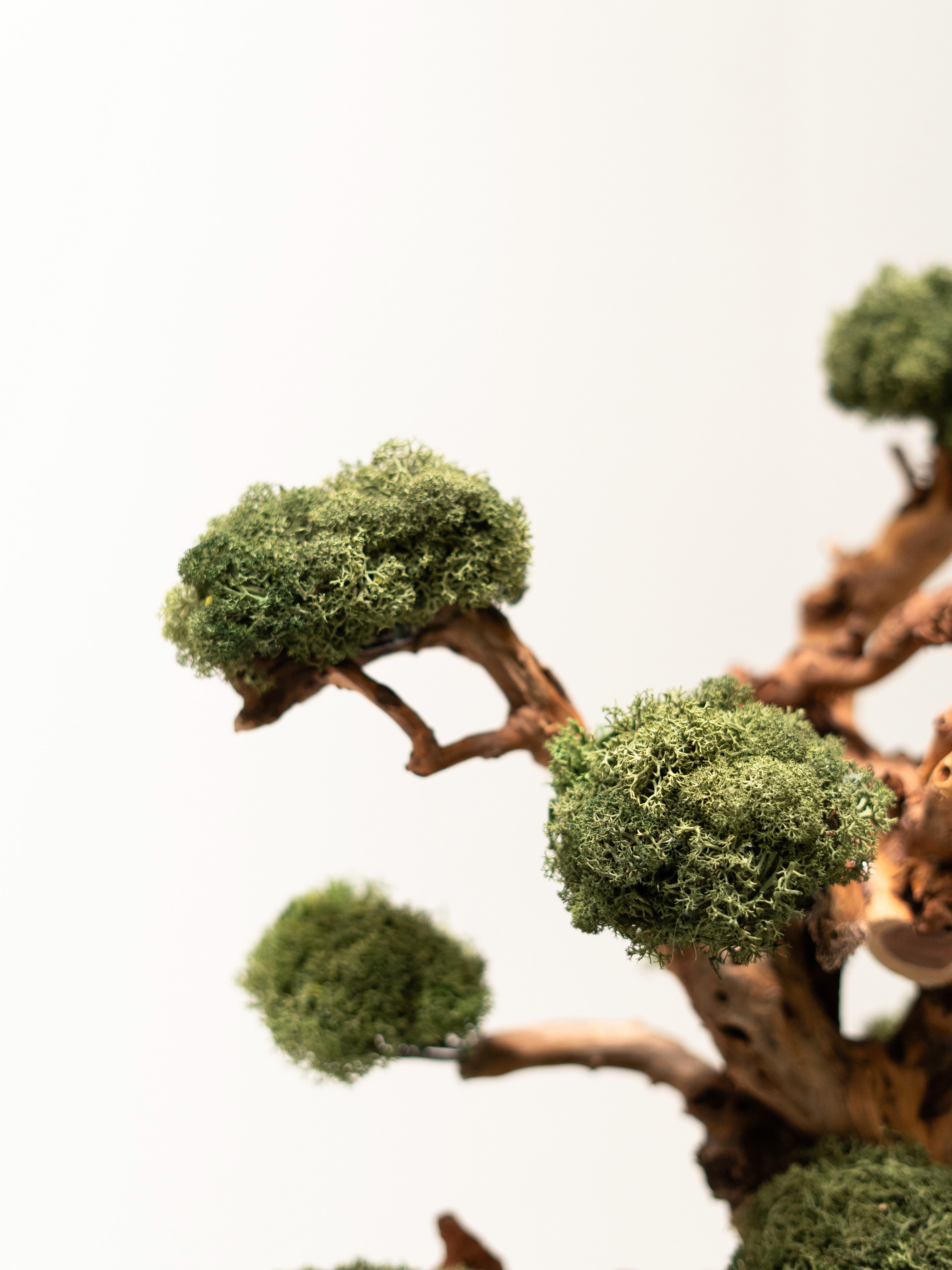 bonsai-lines_5