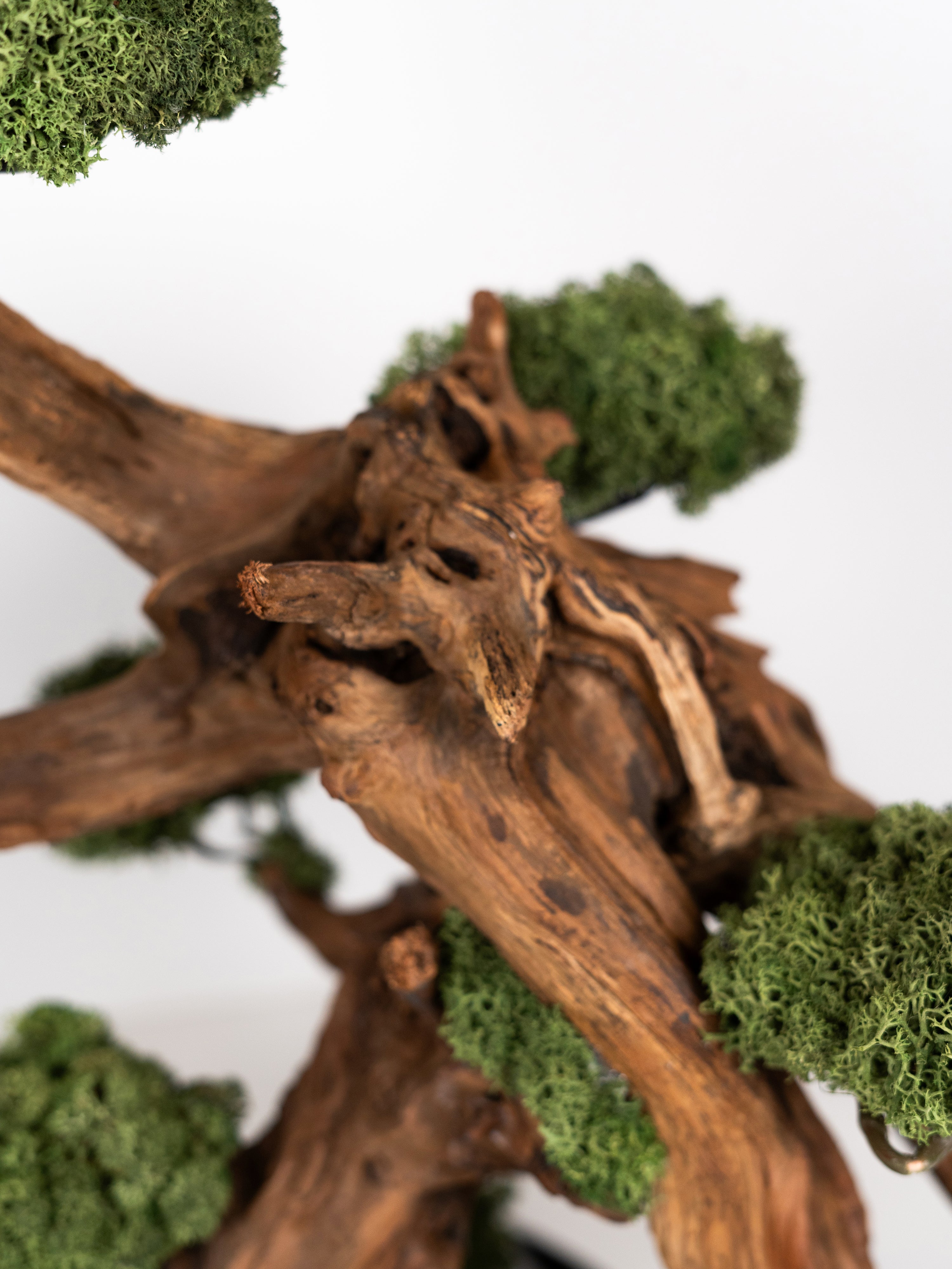 bonsai-touch_3
