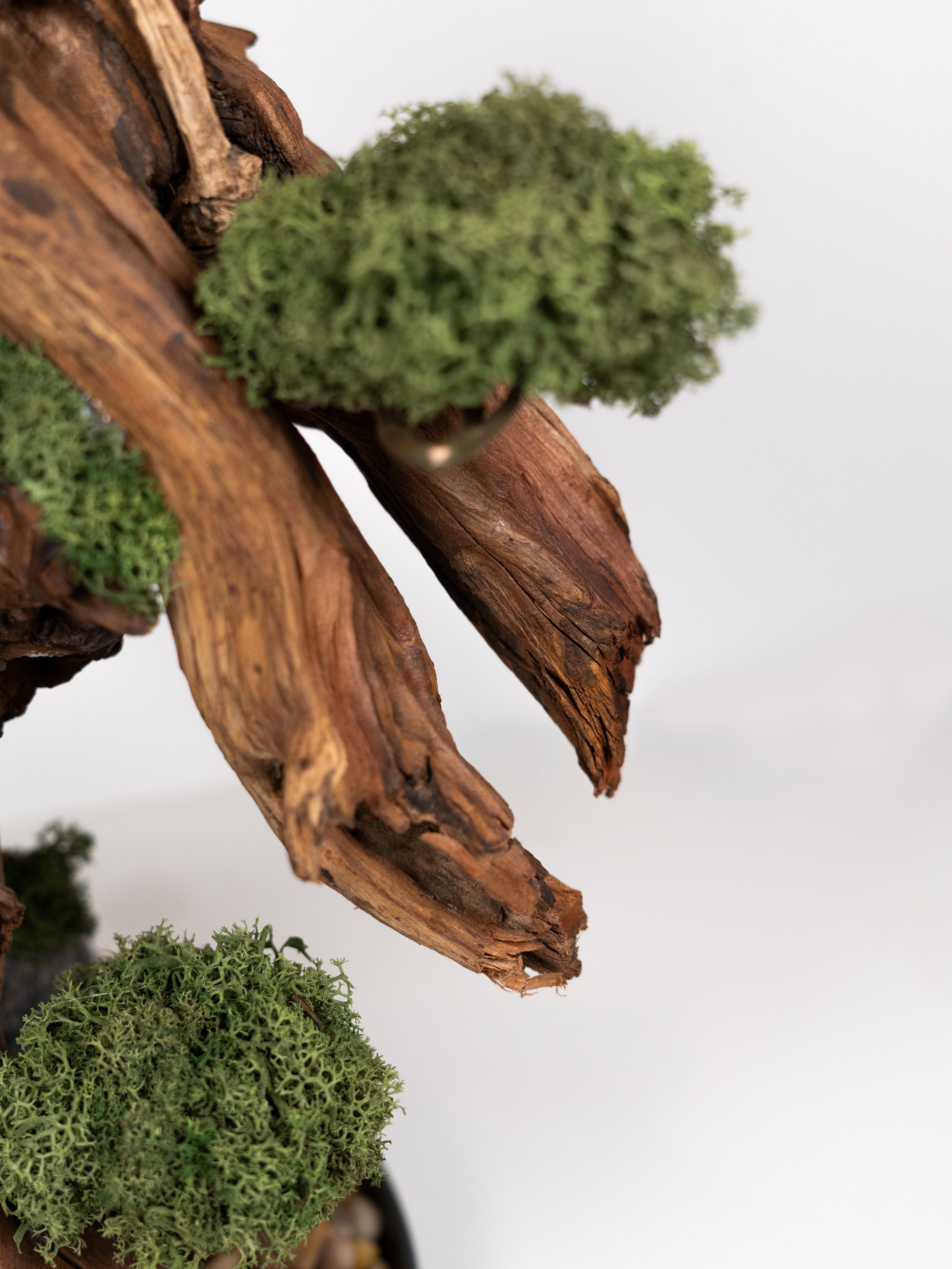bonsai-touch_4