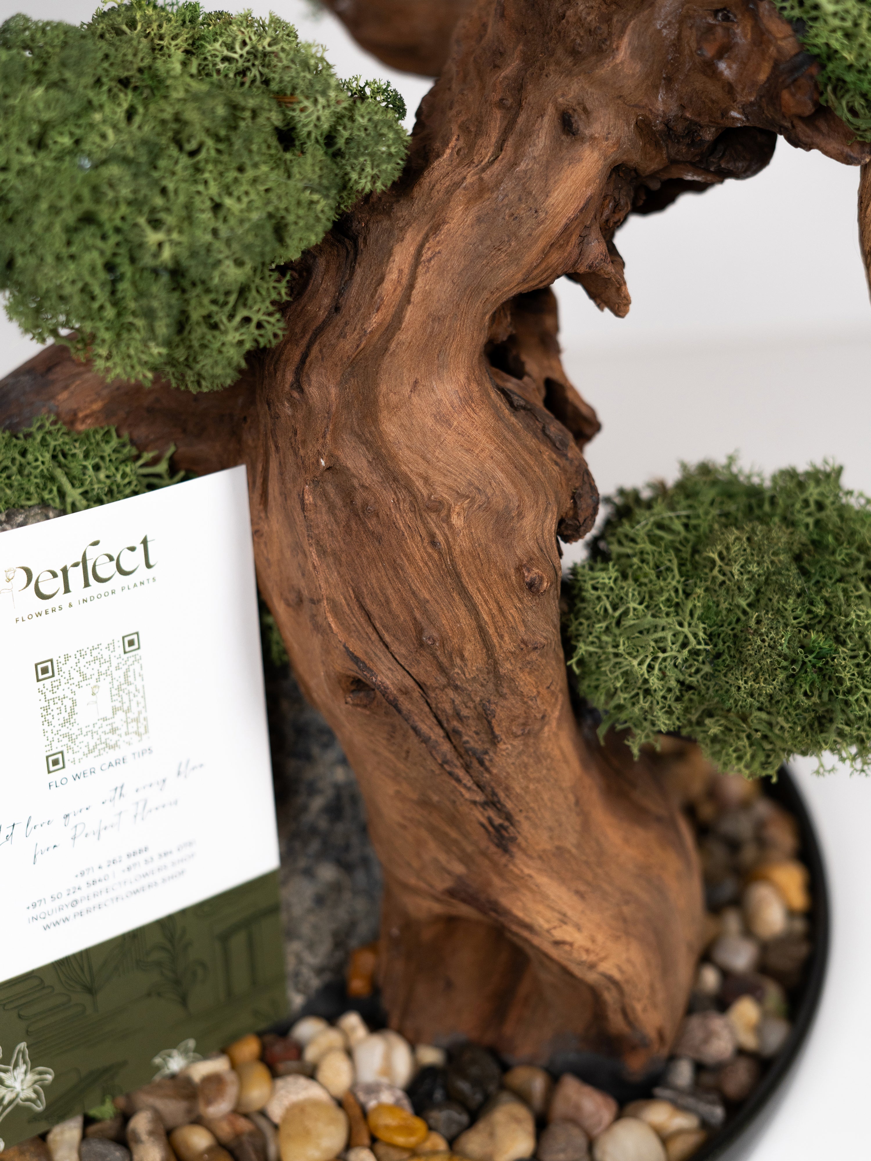 bonsai-touch_7