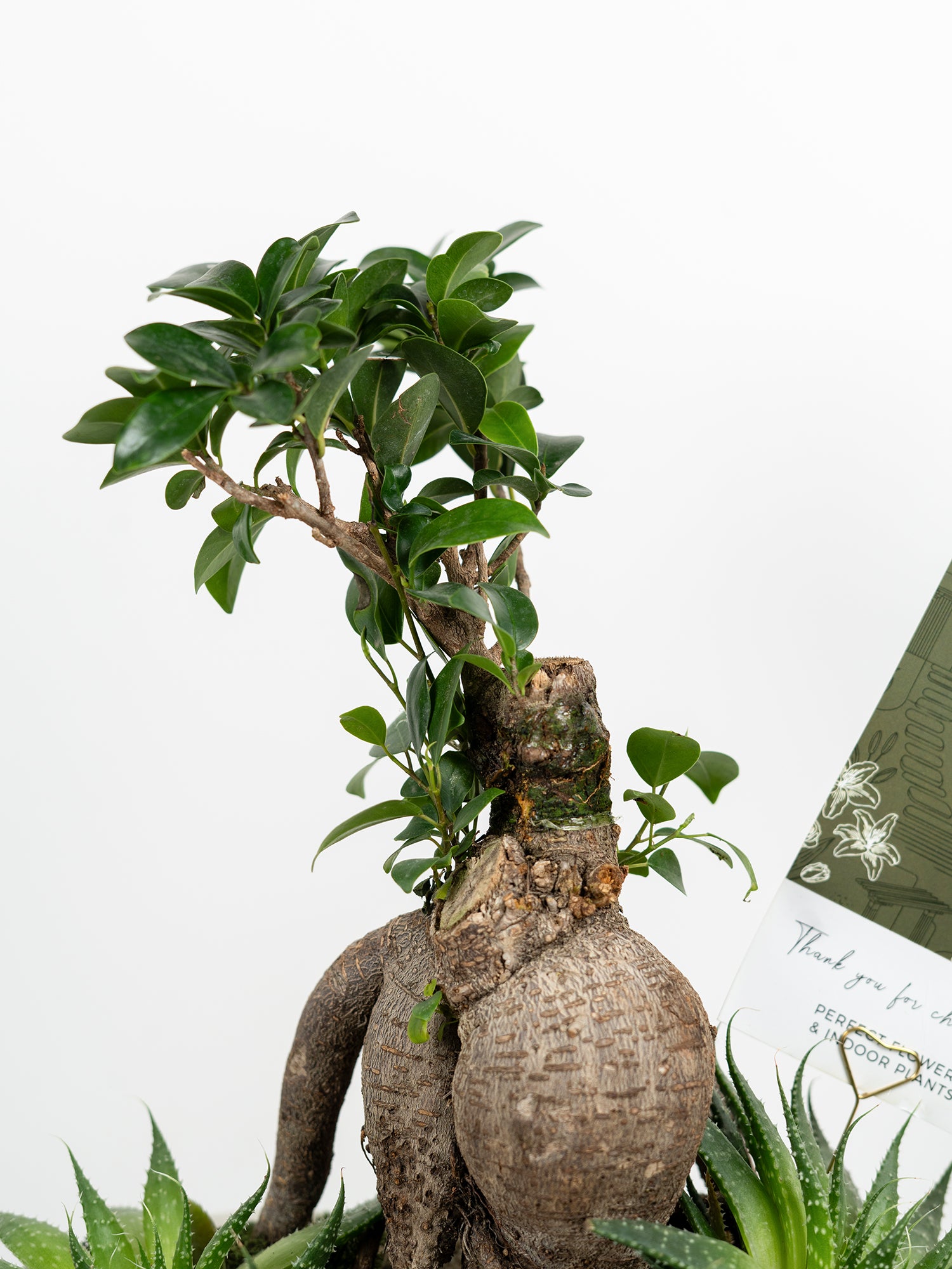 botanical-sanctuary_5