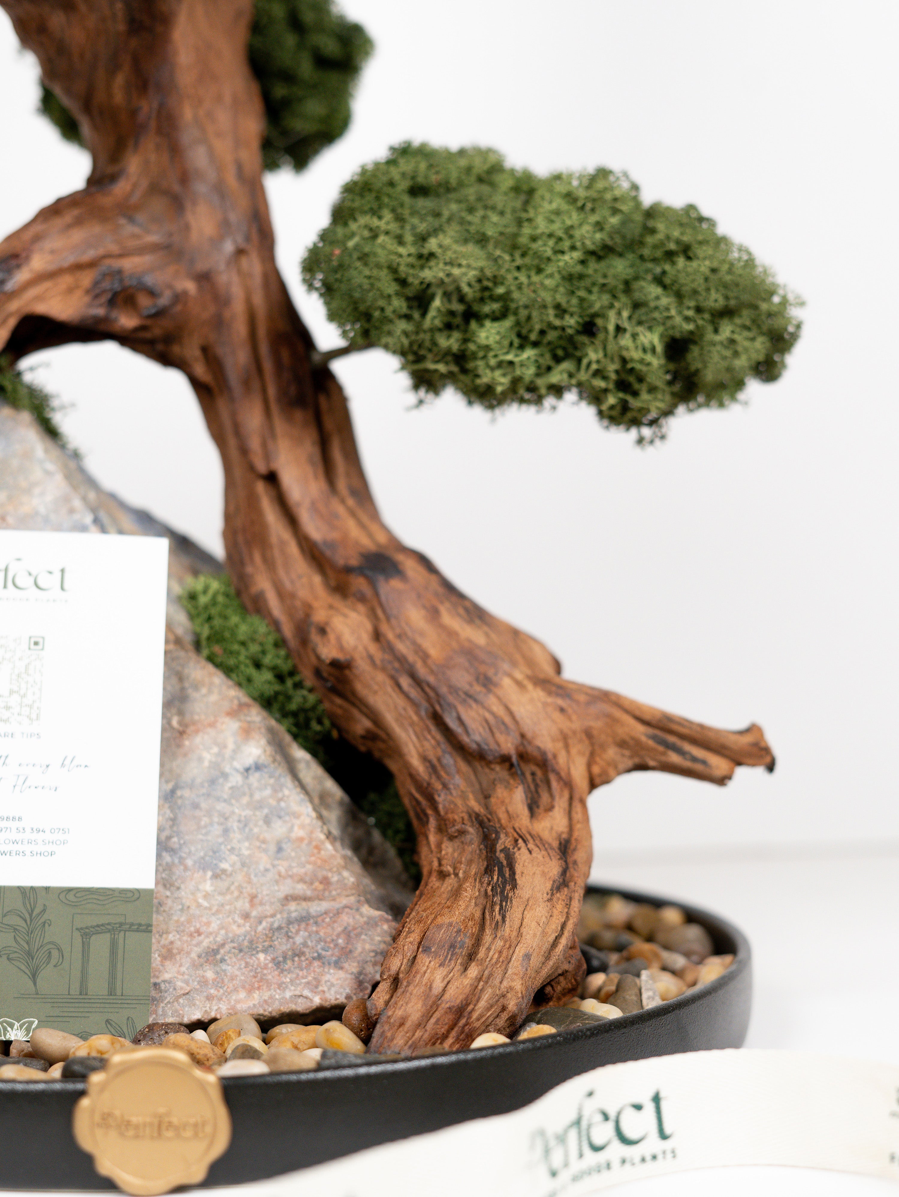 grove-roots_3