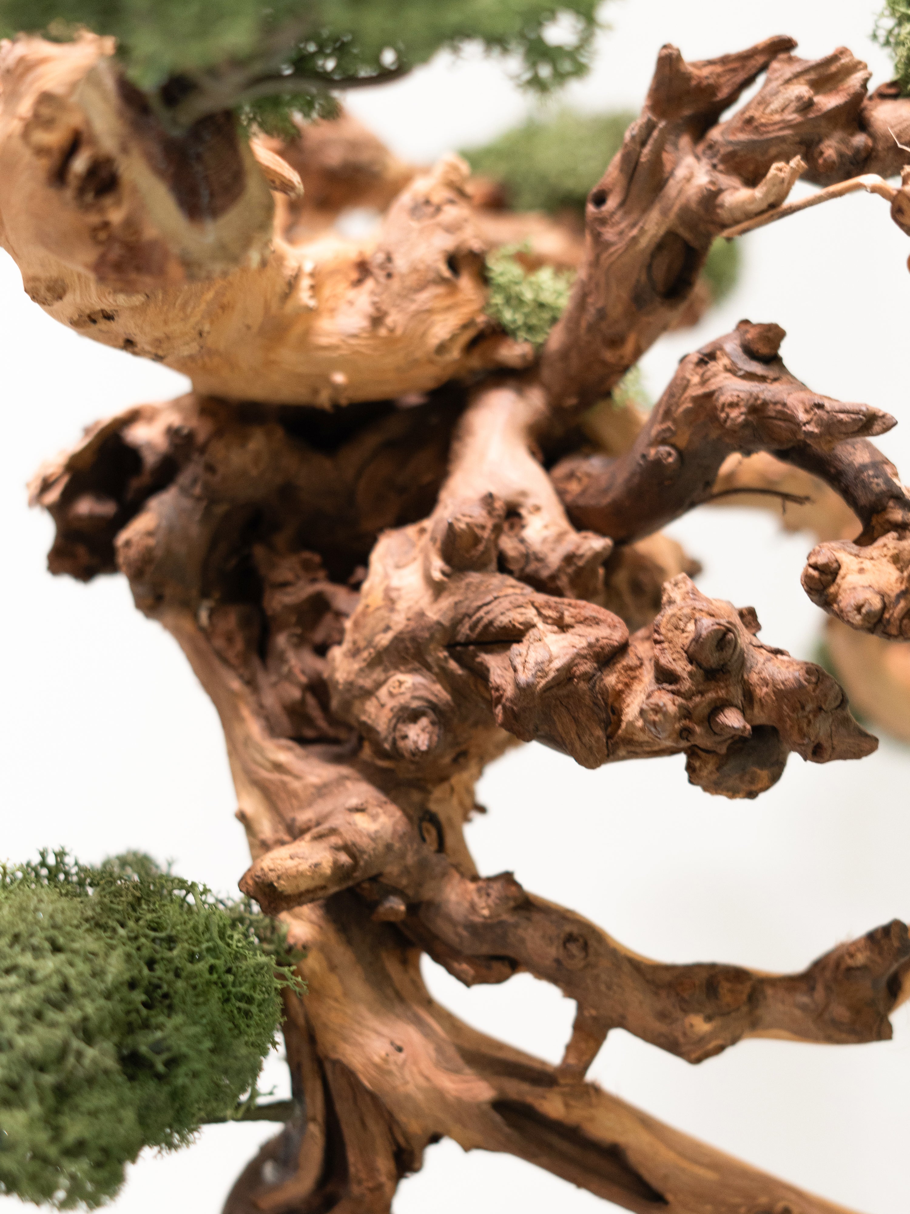 kanso-tree_4