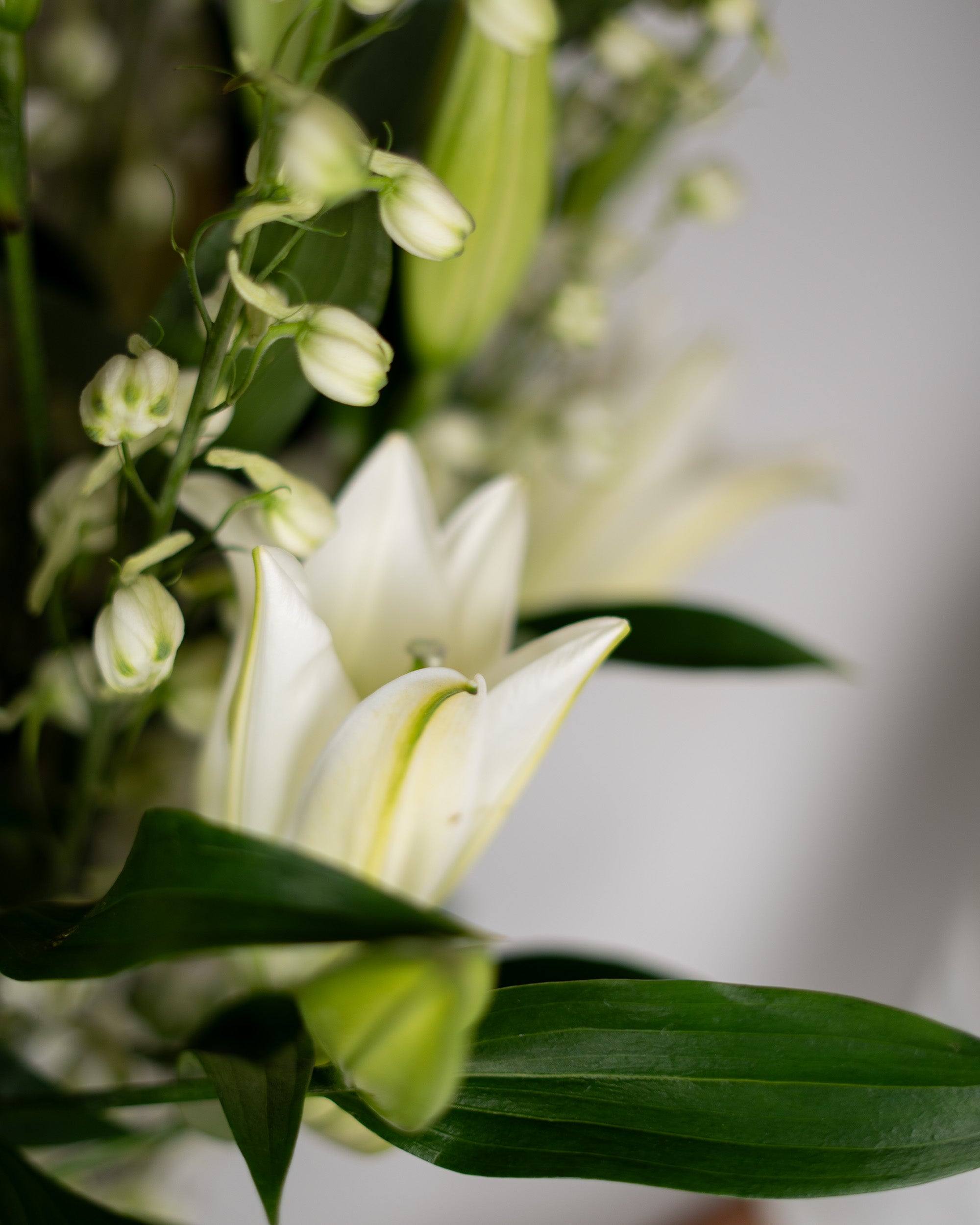 Lily Me