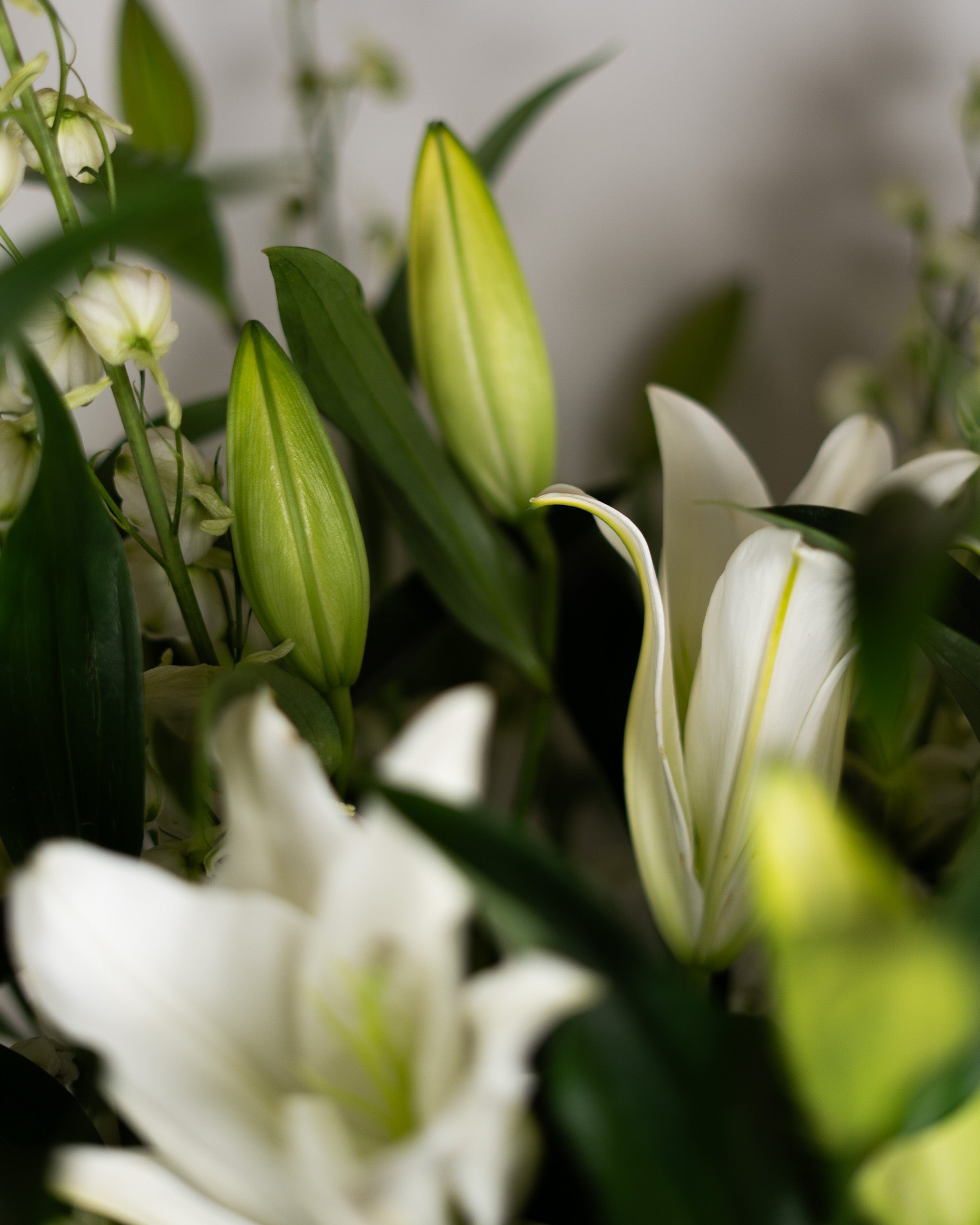 Lily Me