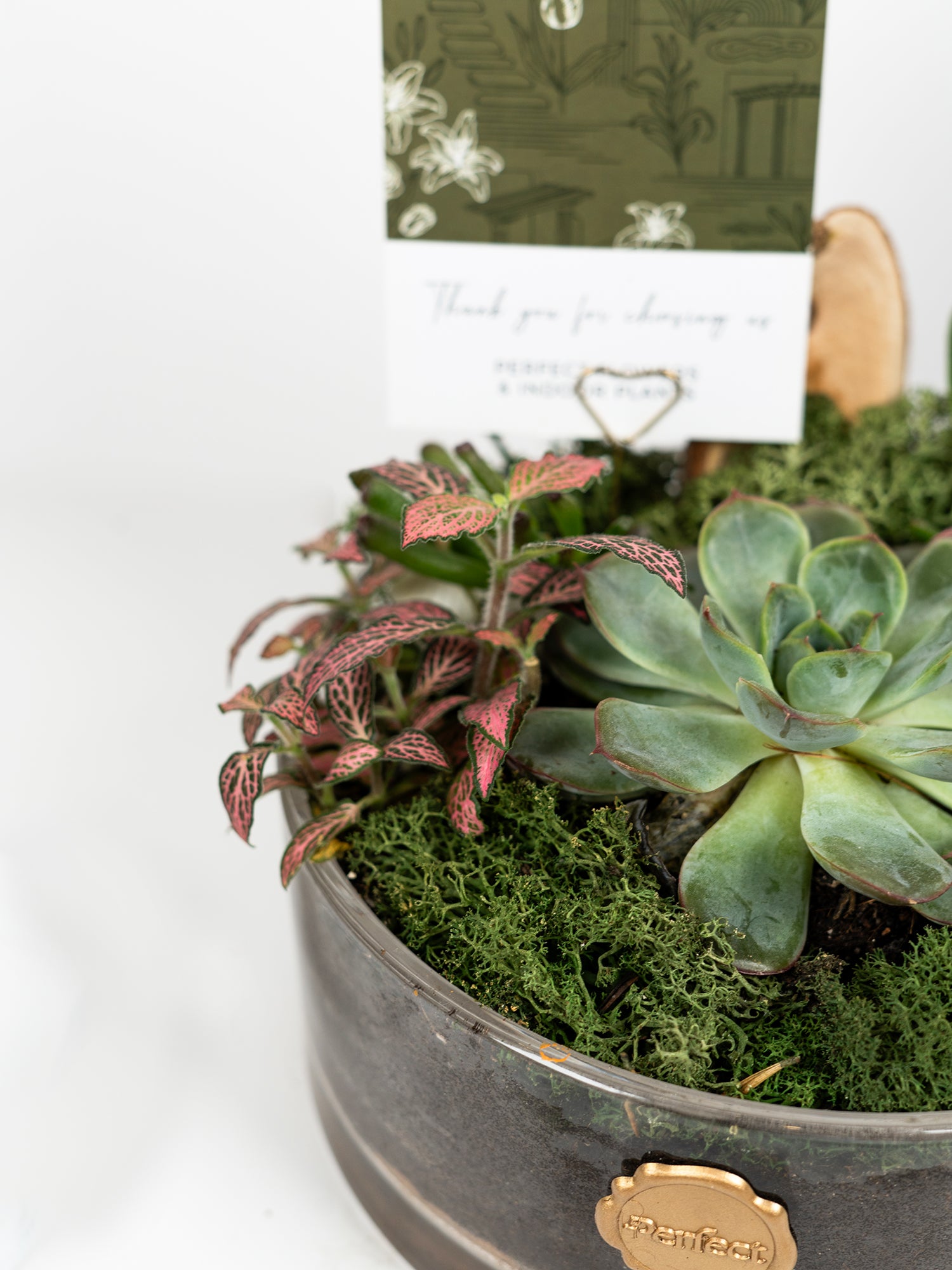 living-moss_3