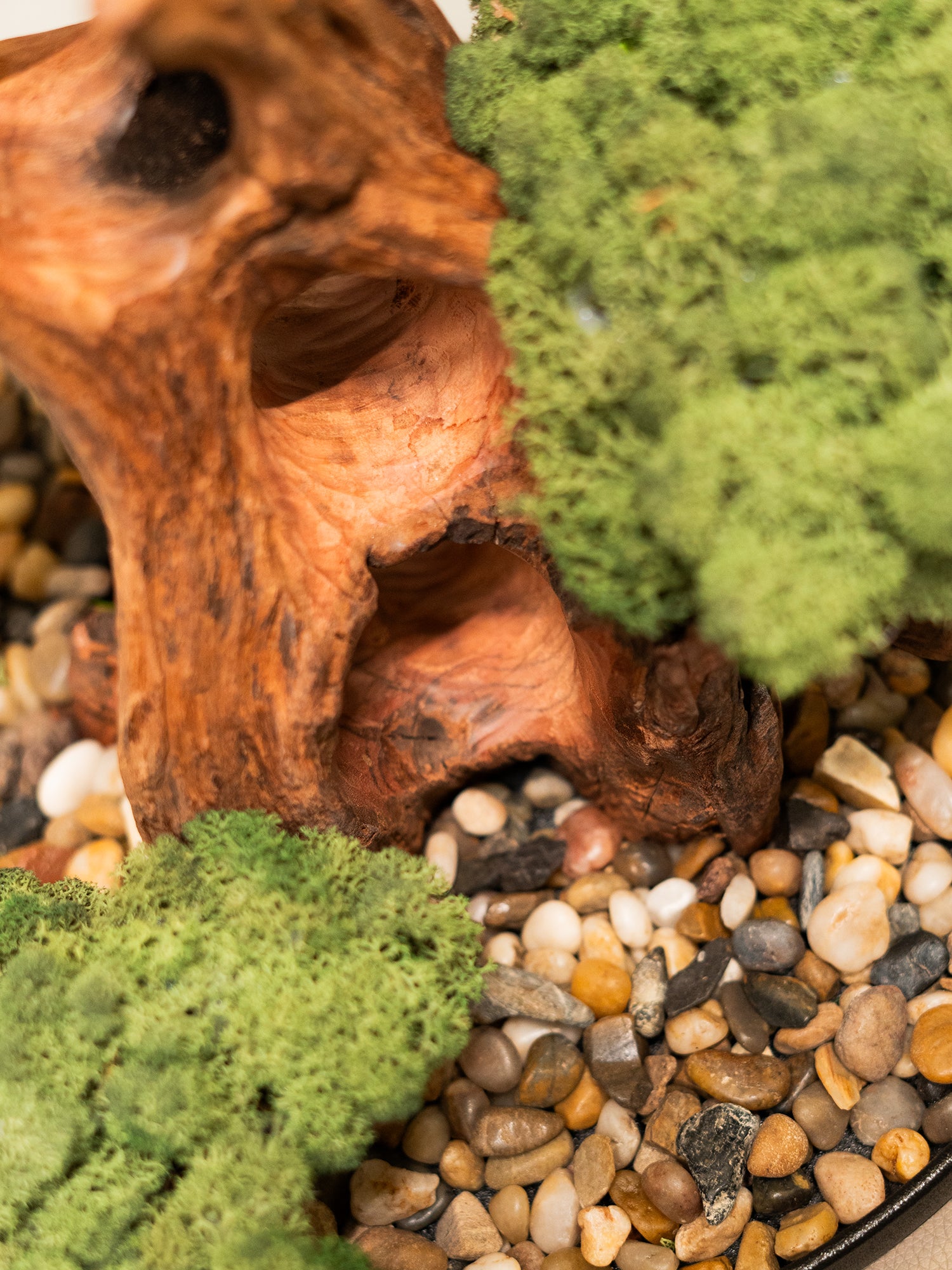 maison-bonsai_4
