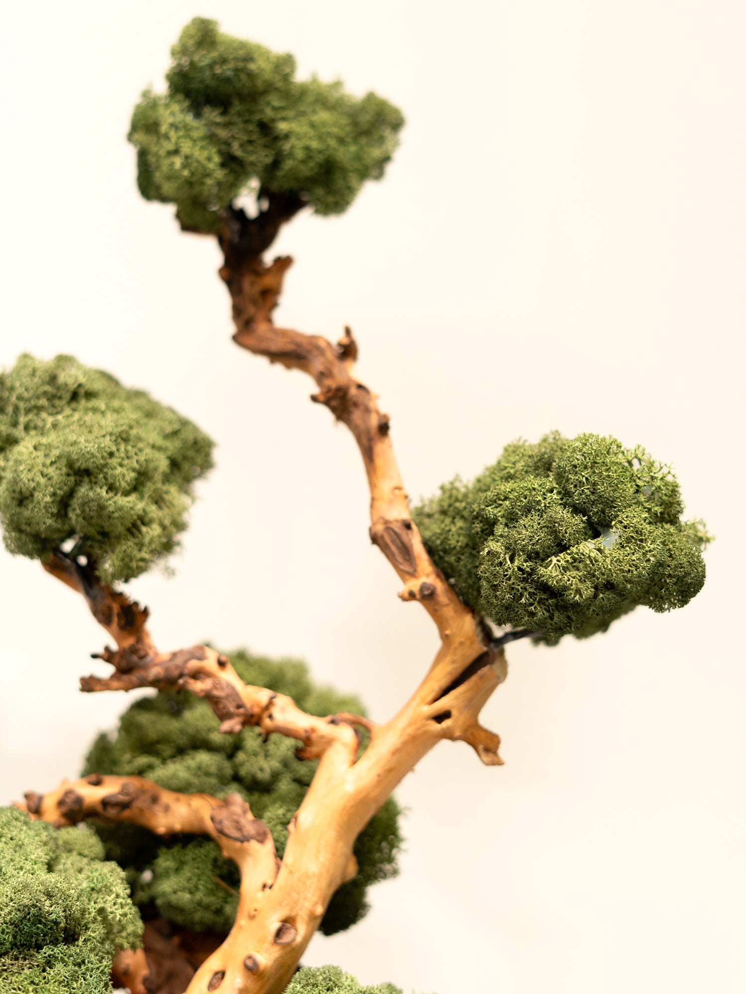 rooted-grace_3