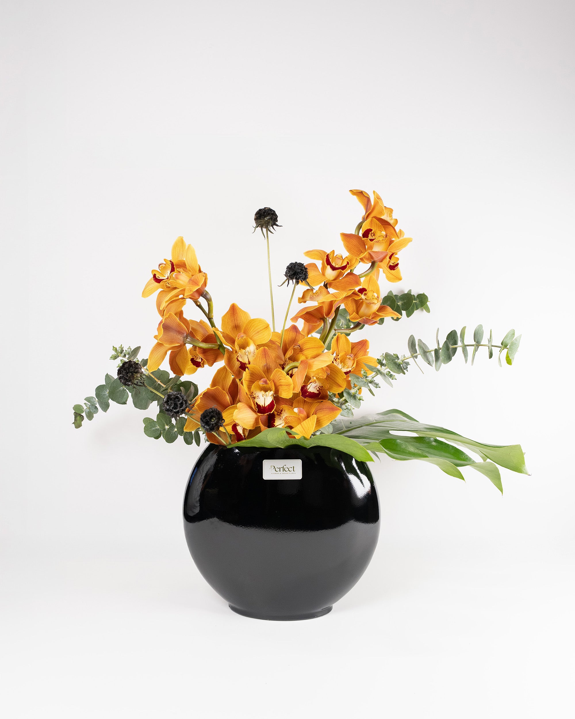 royal-orchid_1