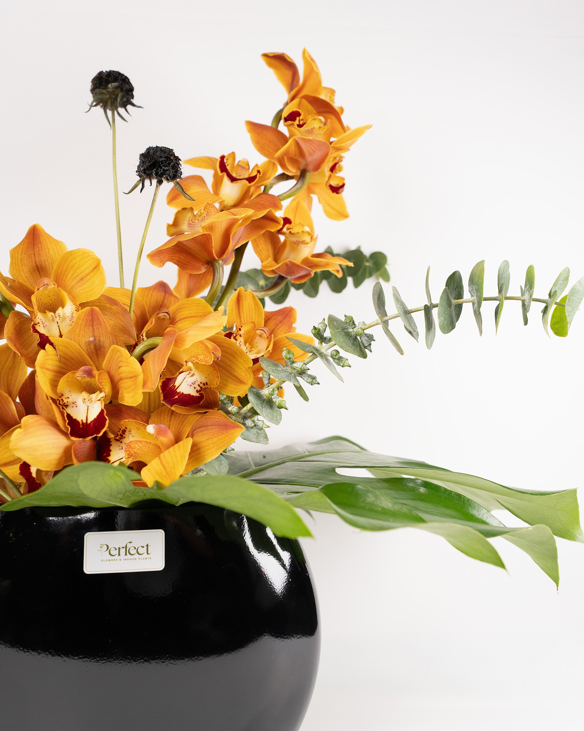 royal-orchid_2