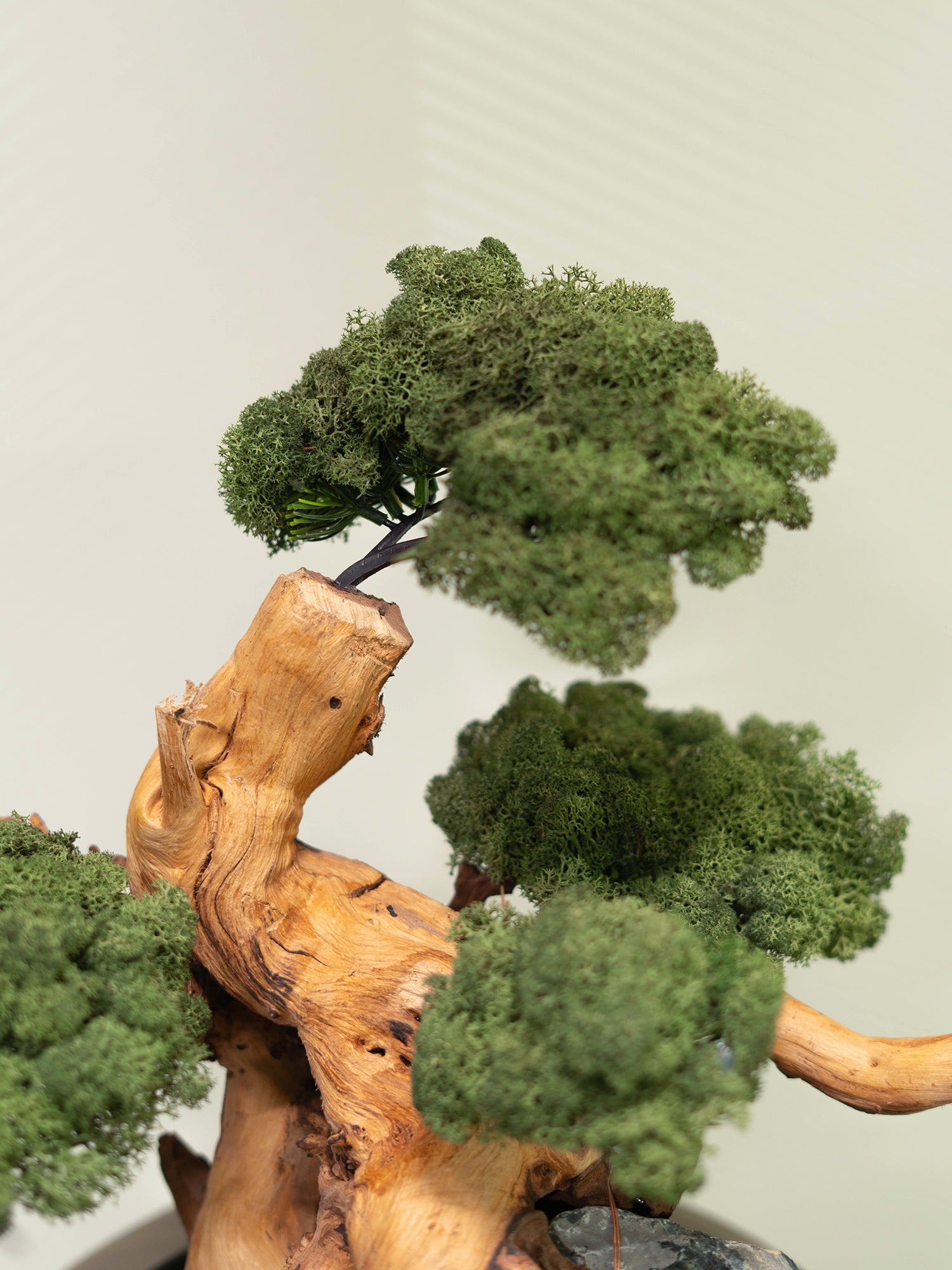 The Art of Bonsai