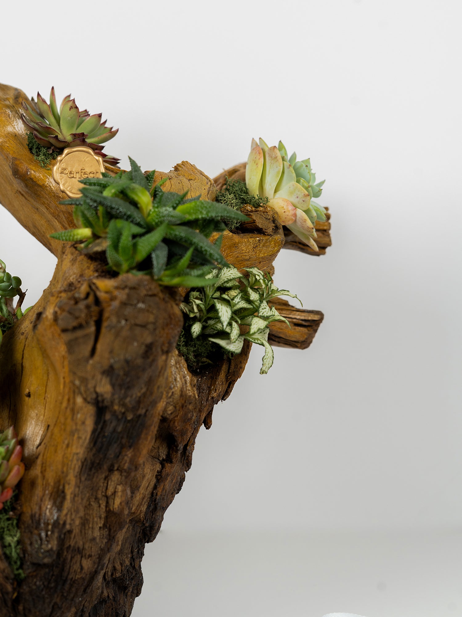 woodbloom_2