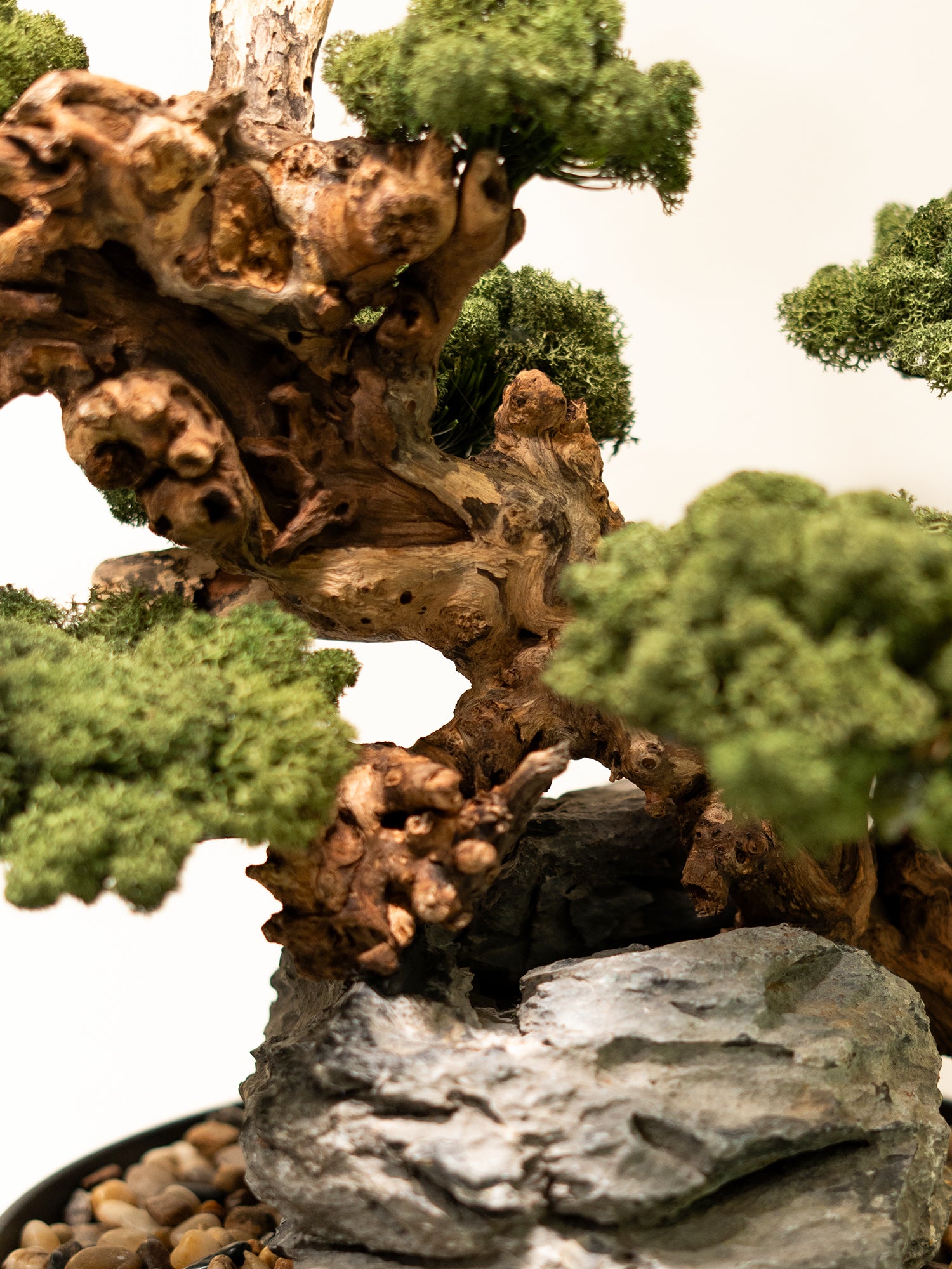 zen-root_3