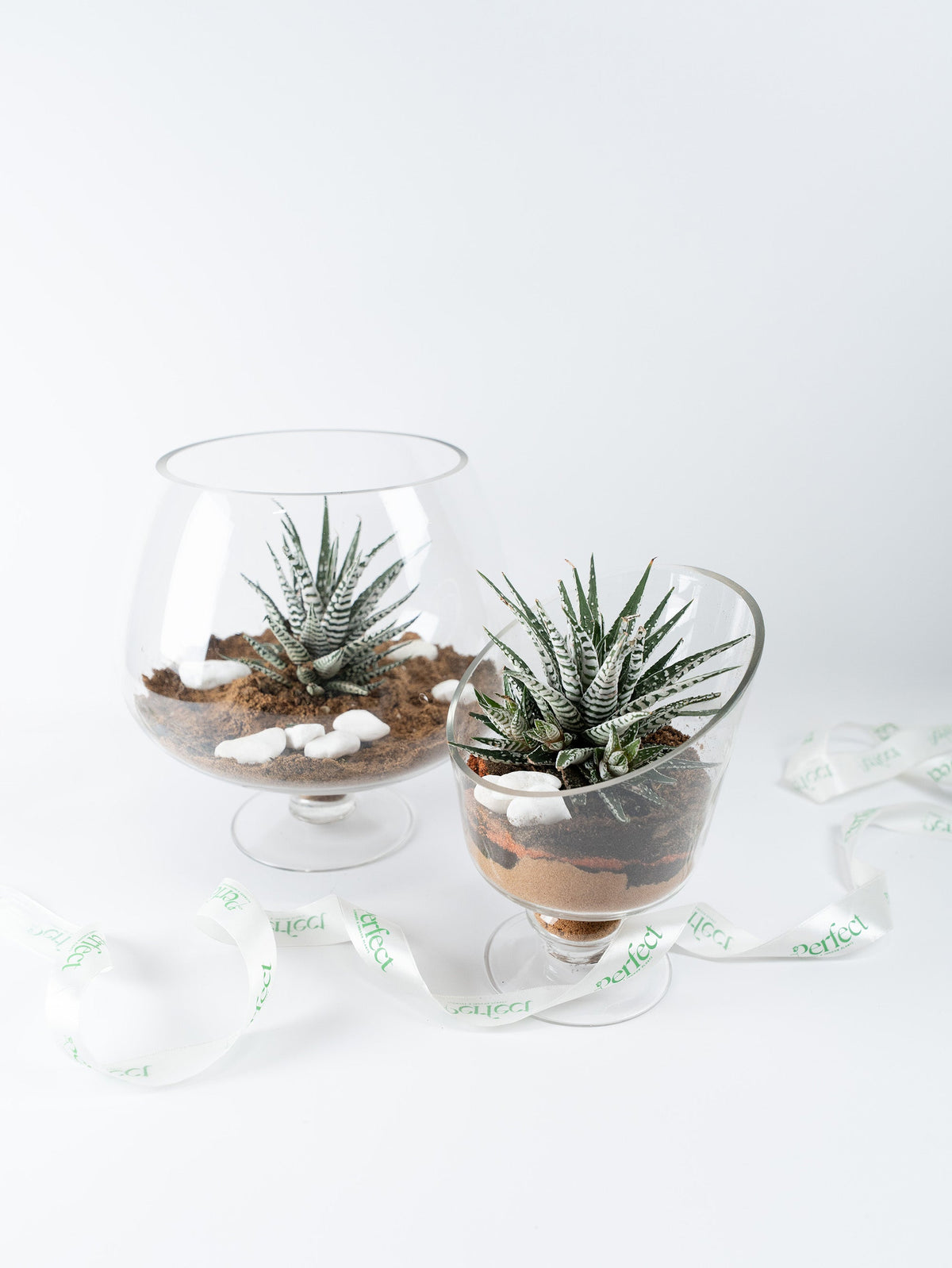 Succulents & Cacti