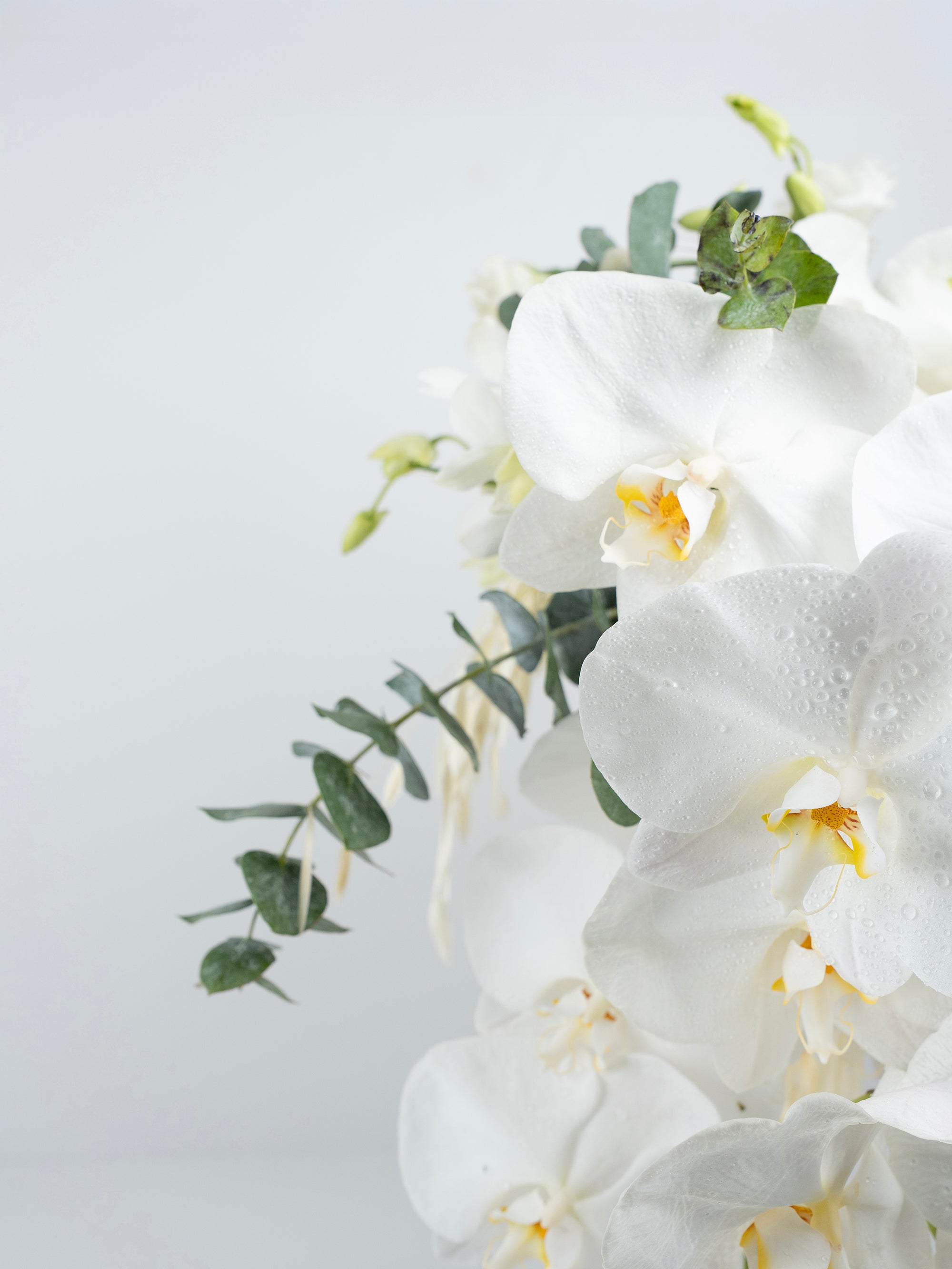 Promise in Petals