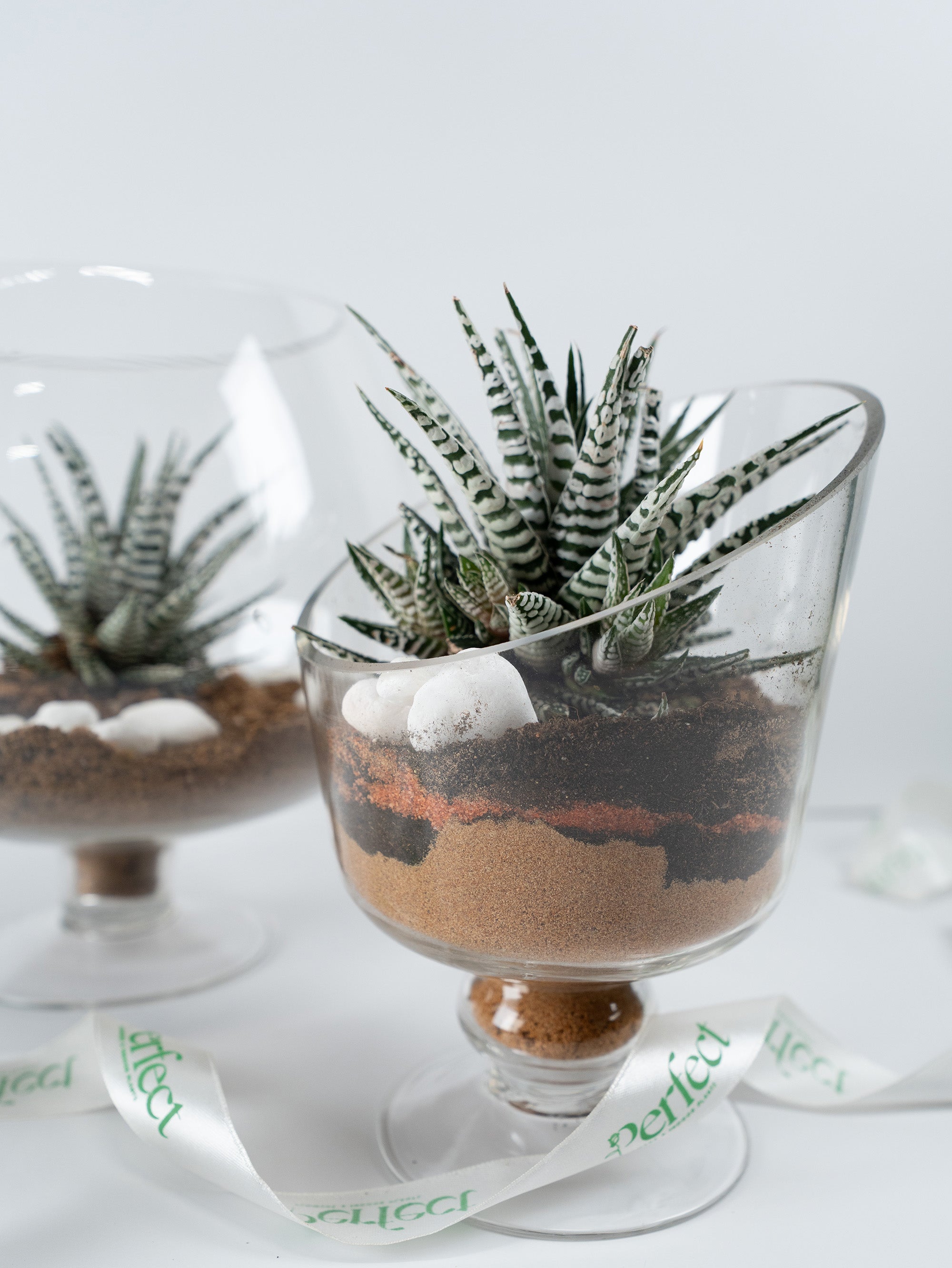 Eco Chic Cactus