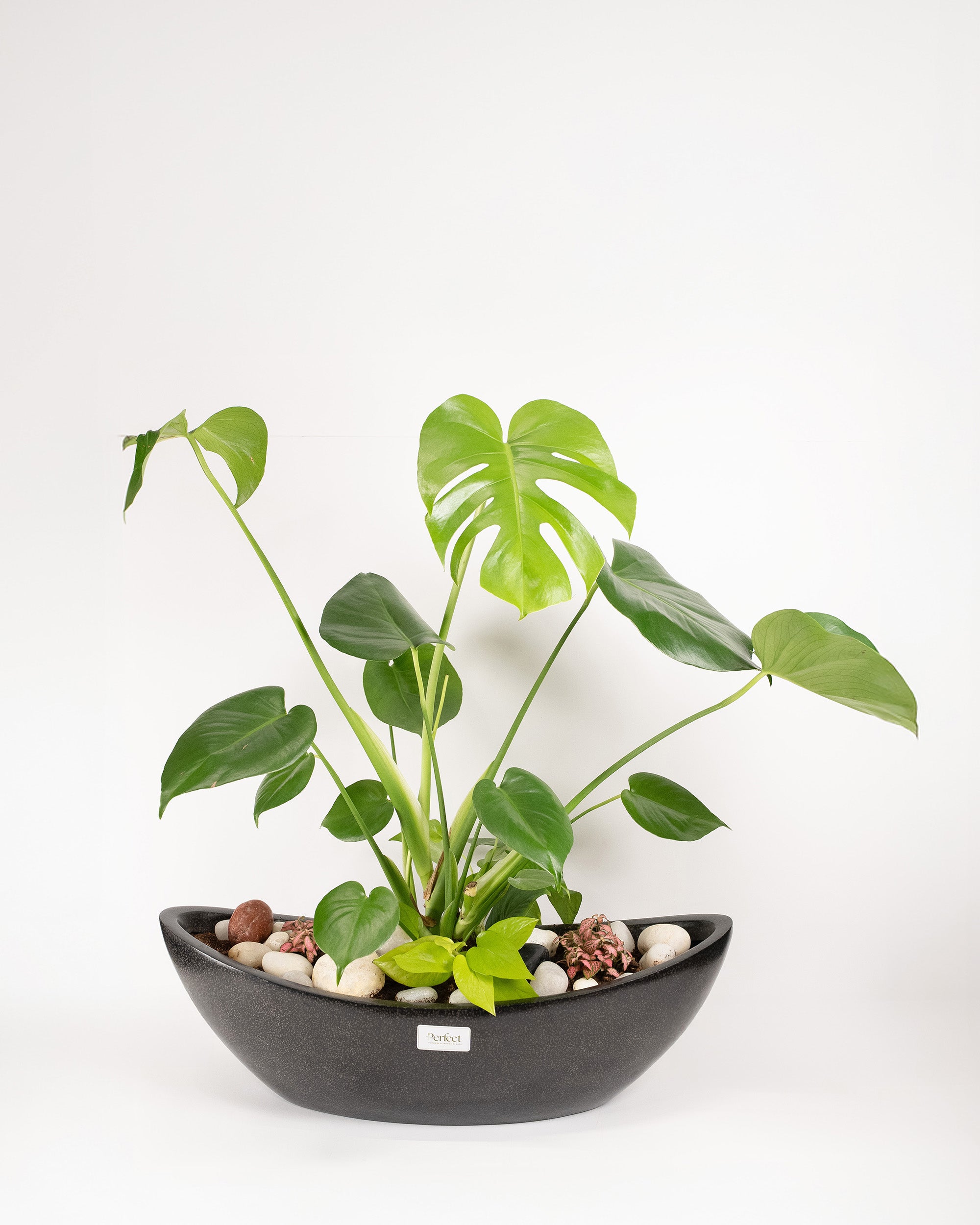Windy Monstera bowl