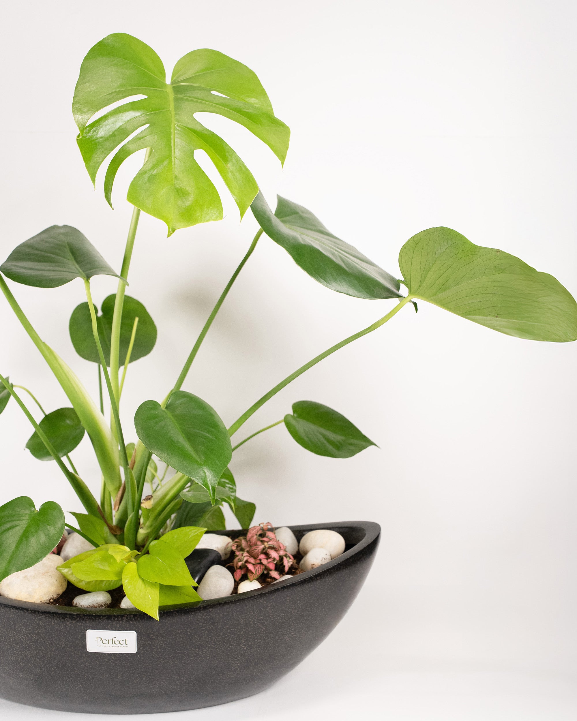 Windy Monstera bowl