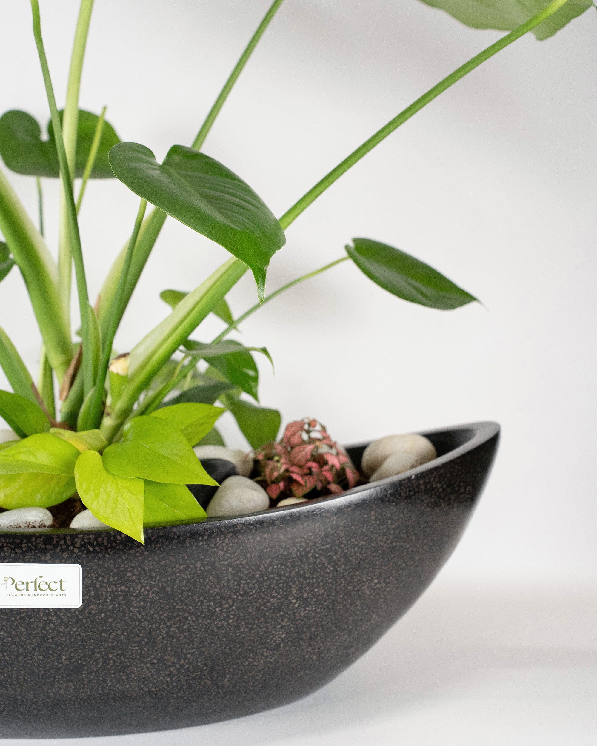 Windy Monstera bowl