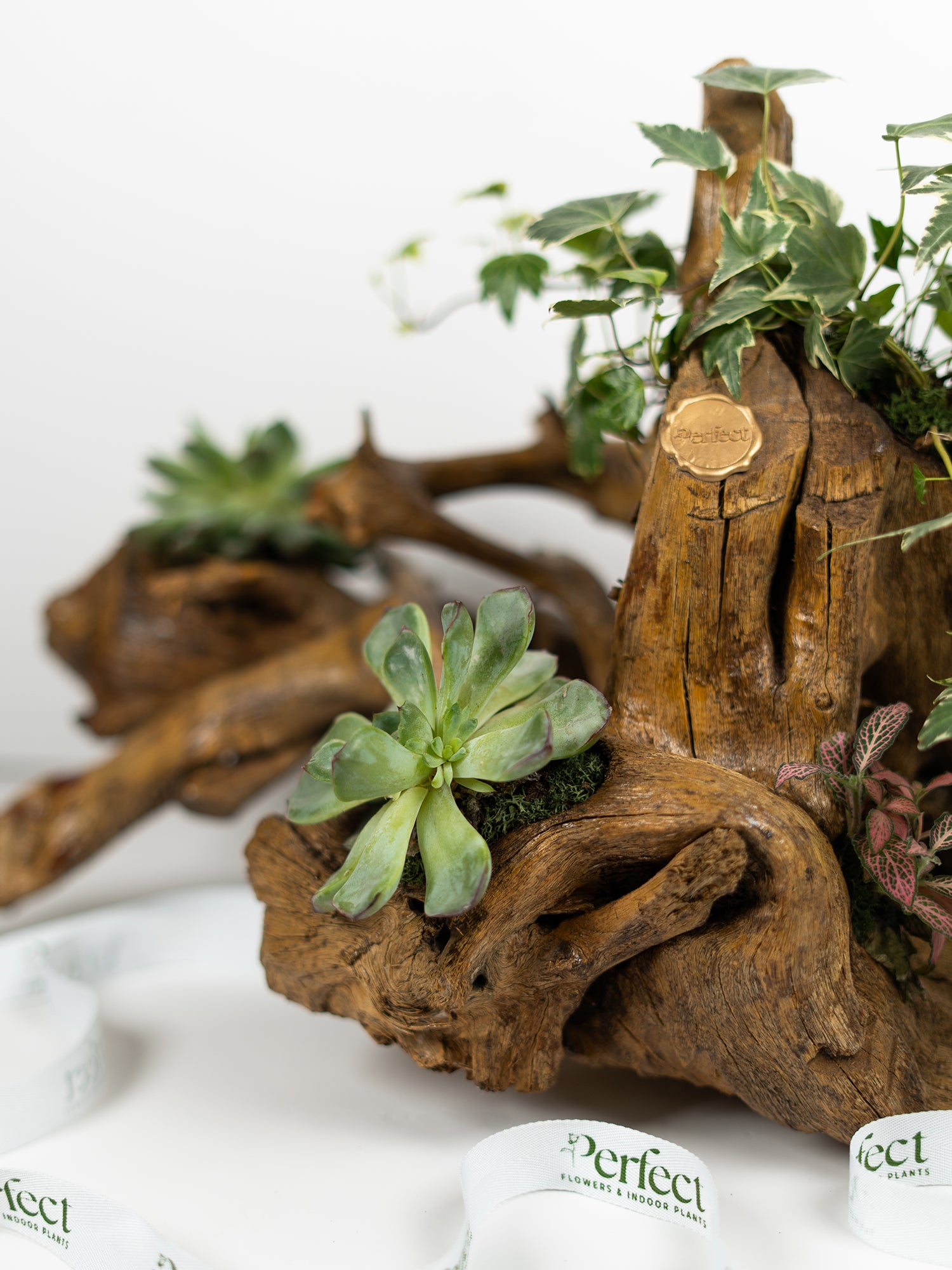 Terrawood_4