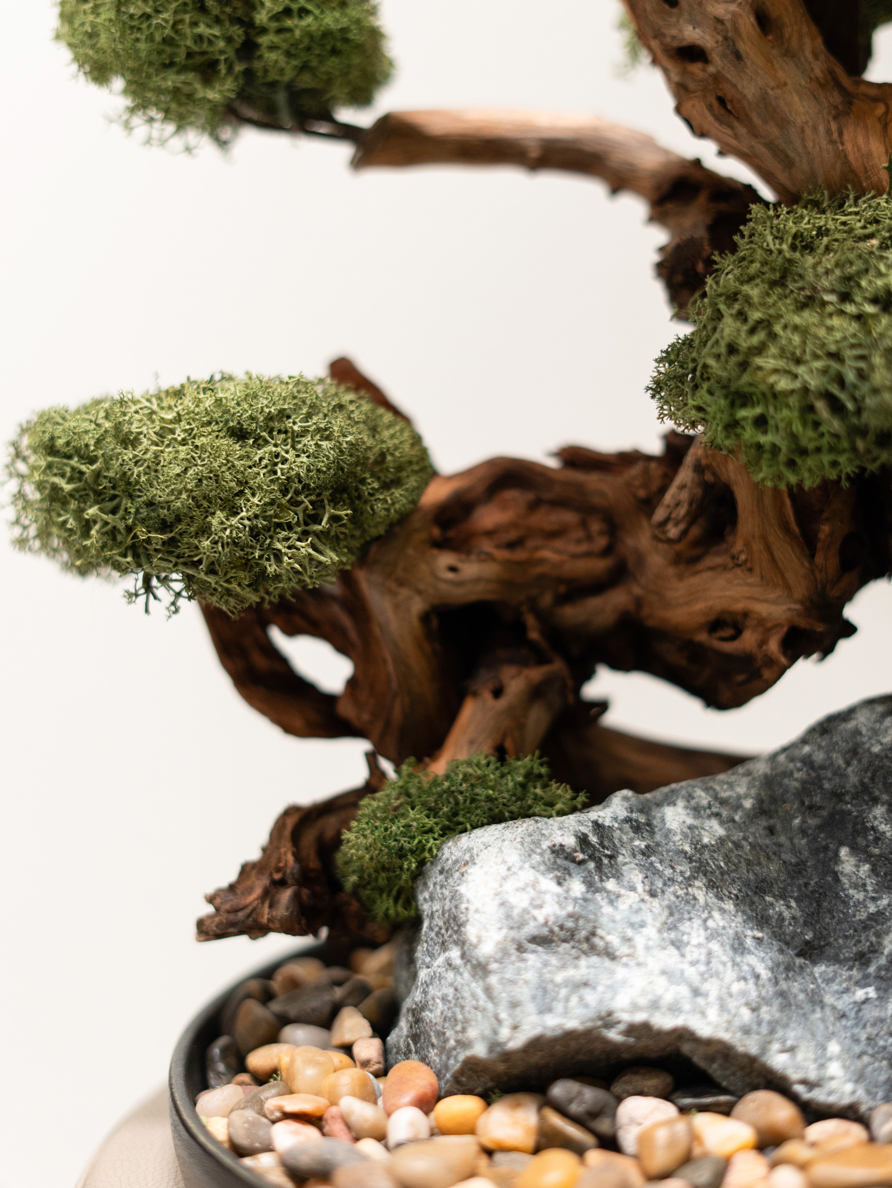 bonsai-house_6