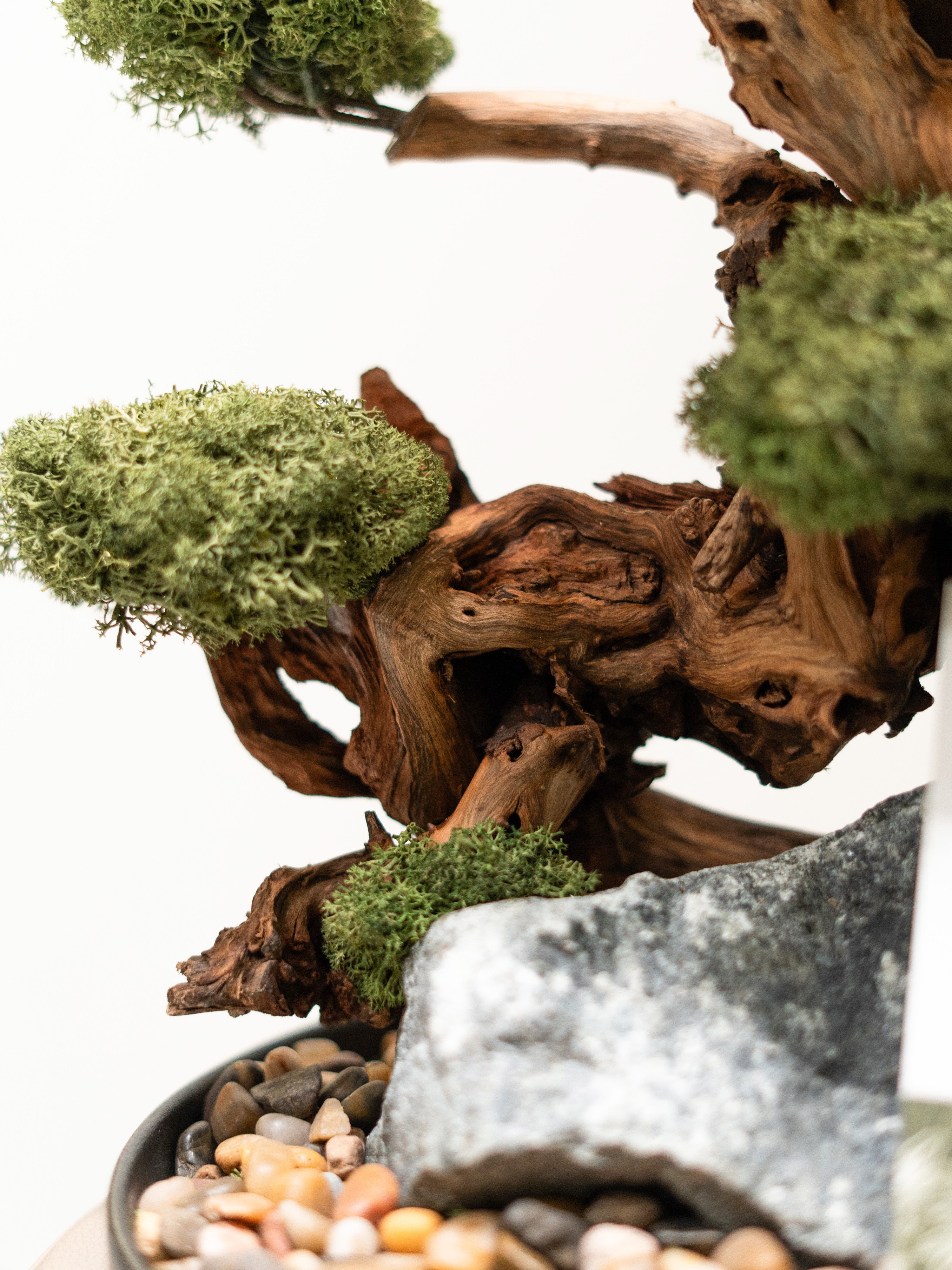 bonsai-lines_3