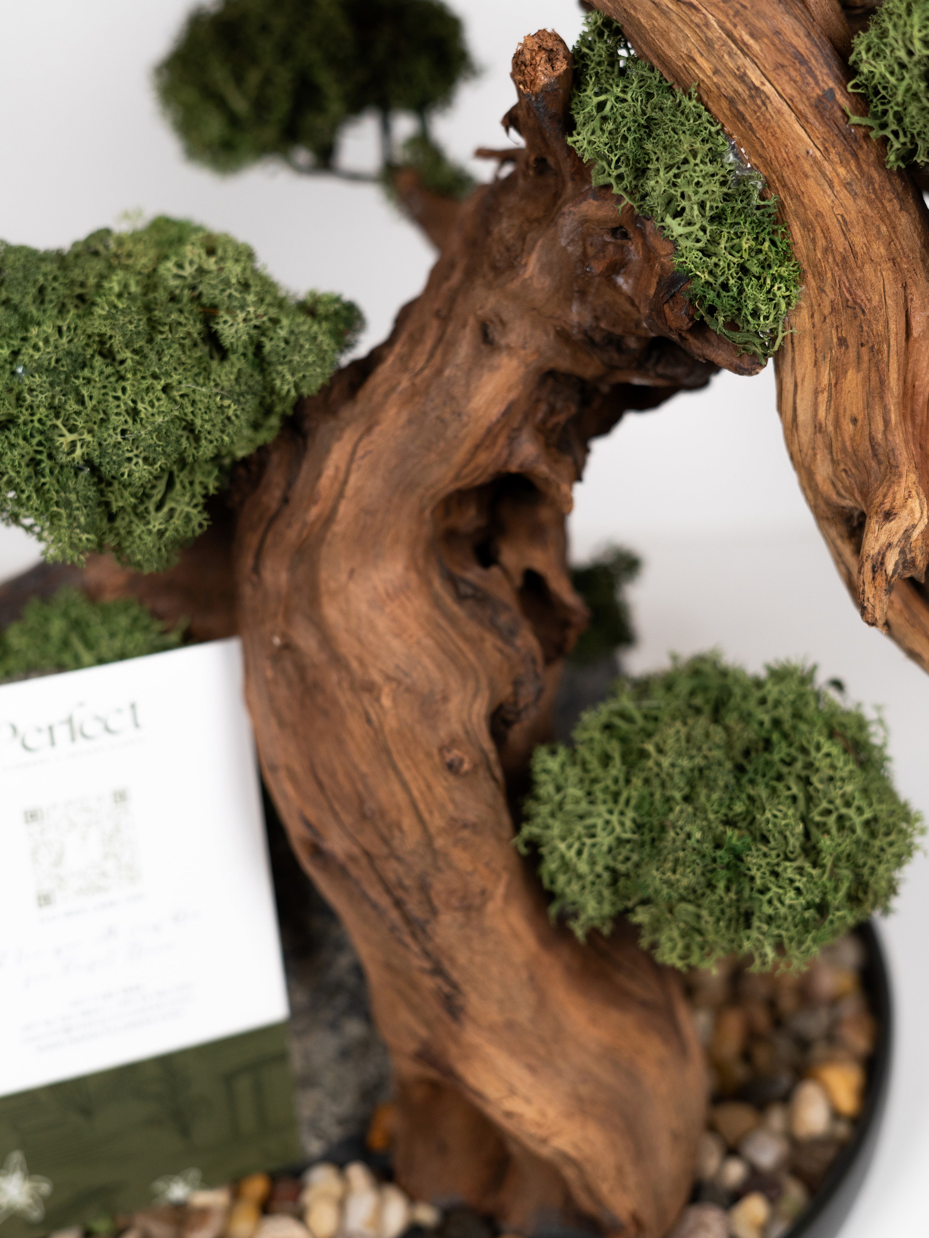 bonsai-touch_5