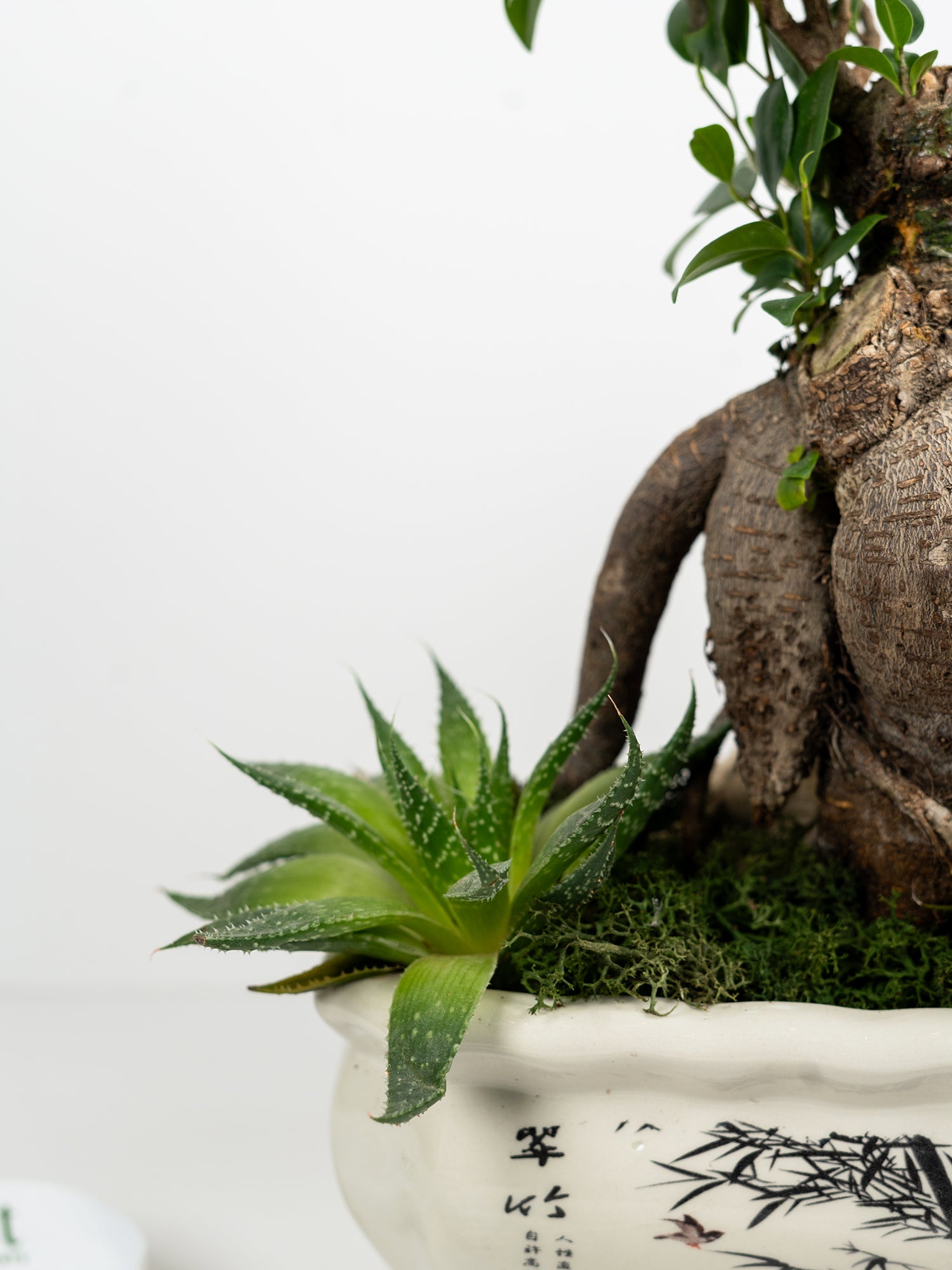botanical-sanctuary_4