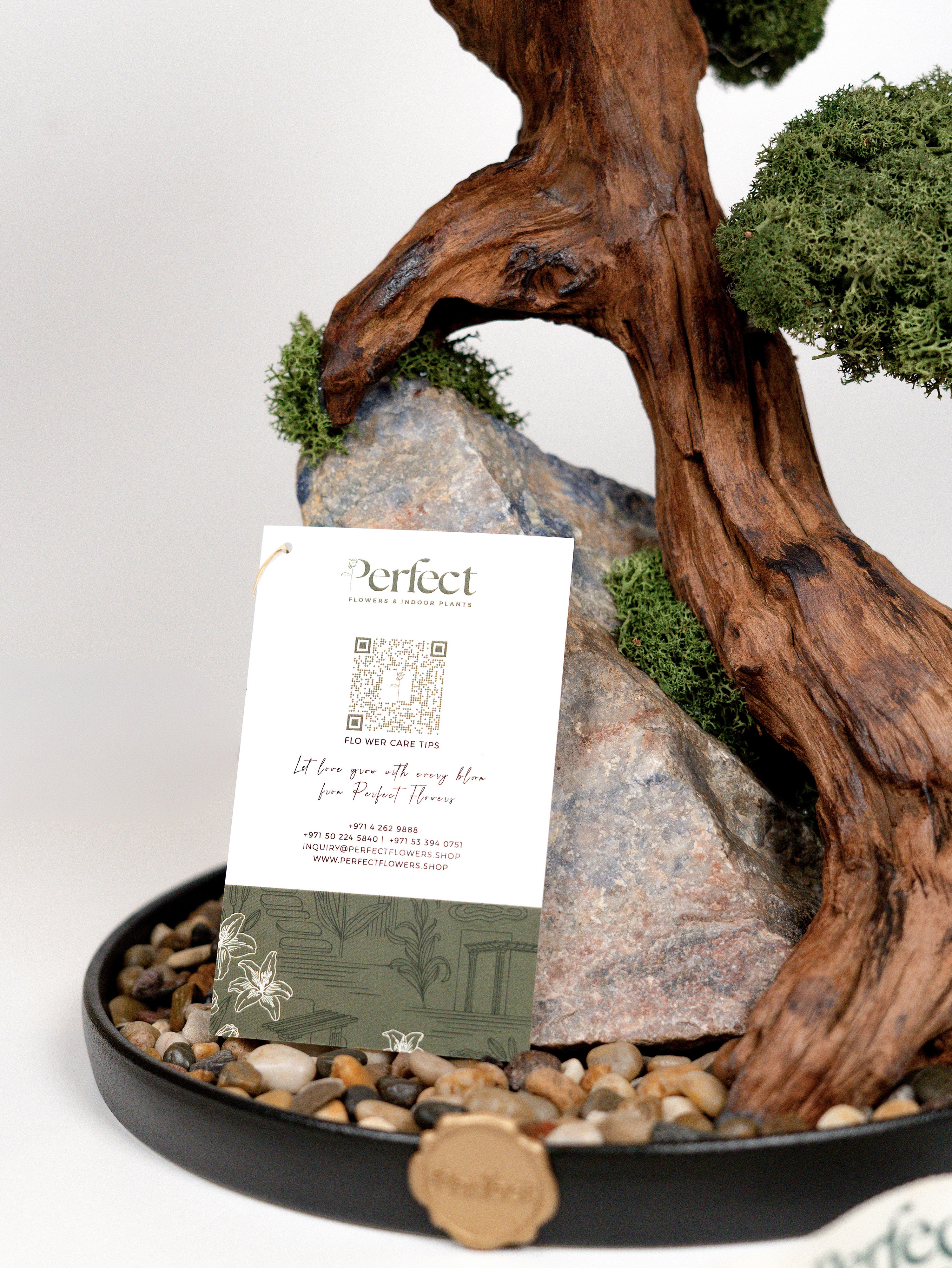 grove-roots_4