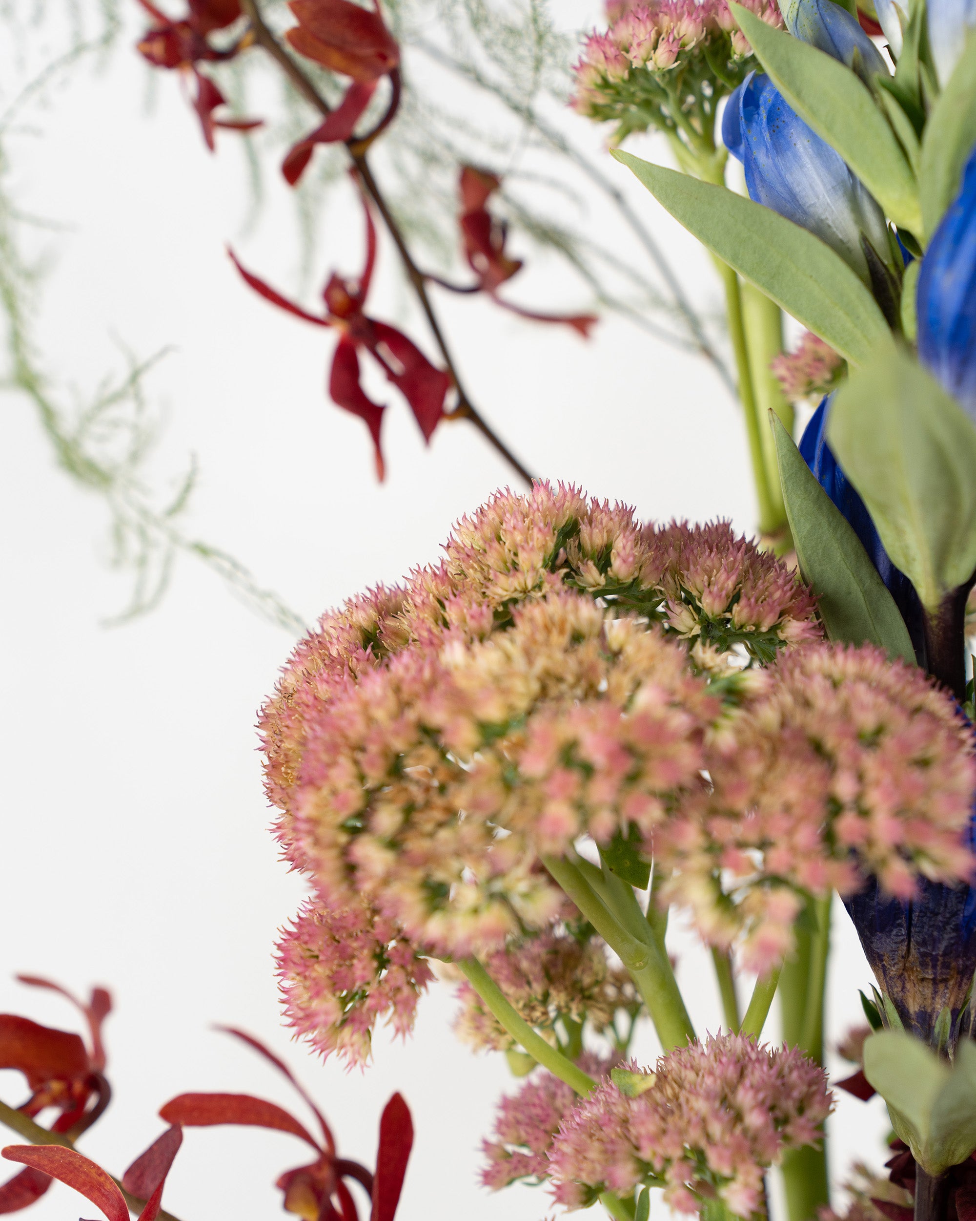 Iki Blooms