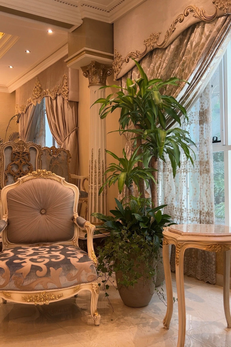 Indoor Plants