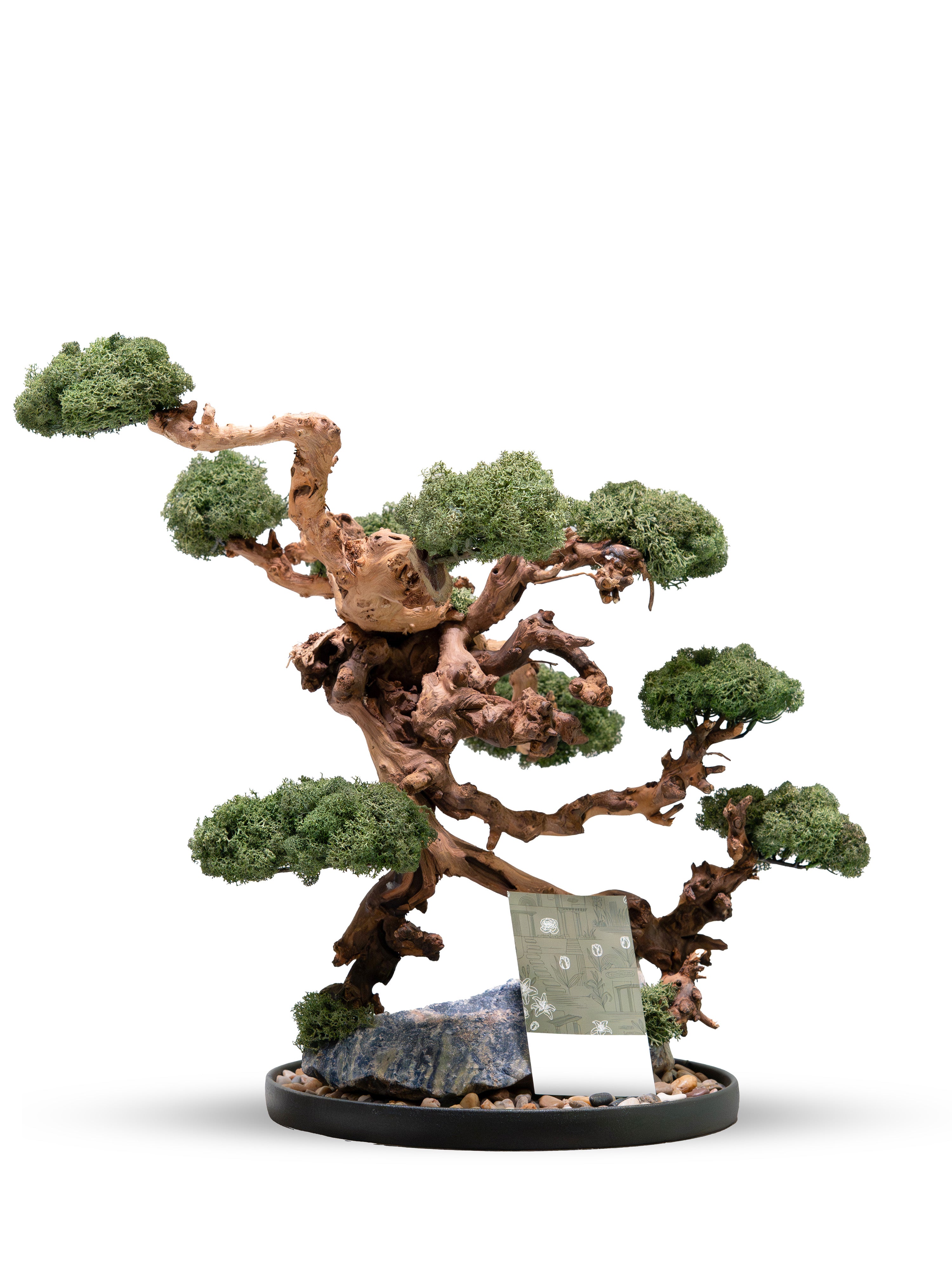 kanso-tree_1