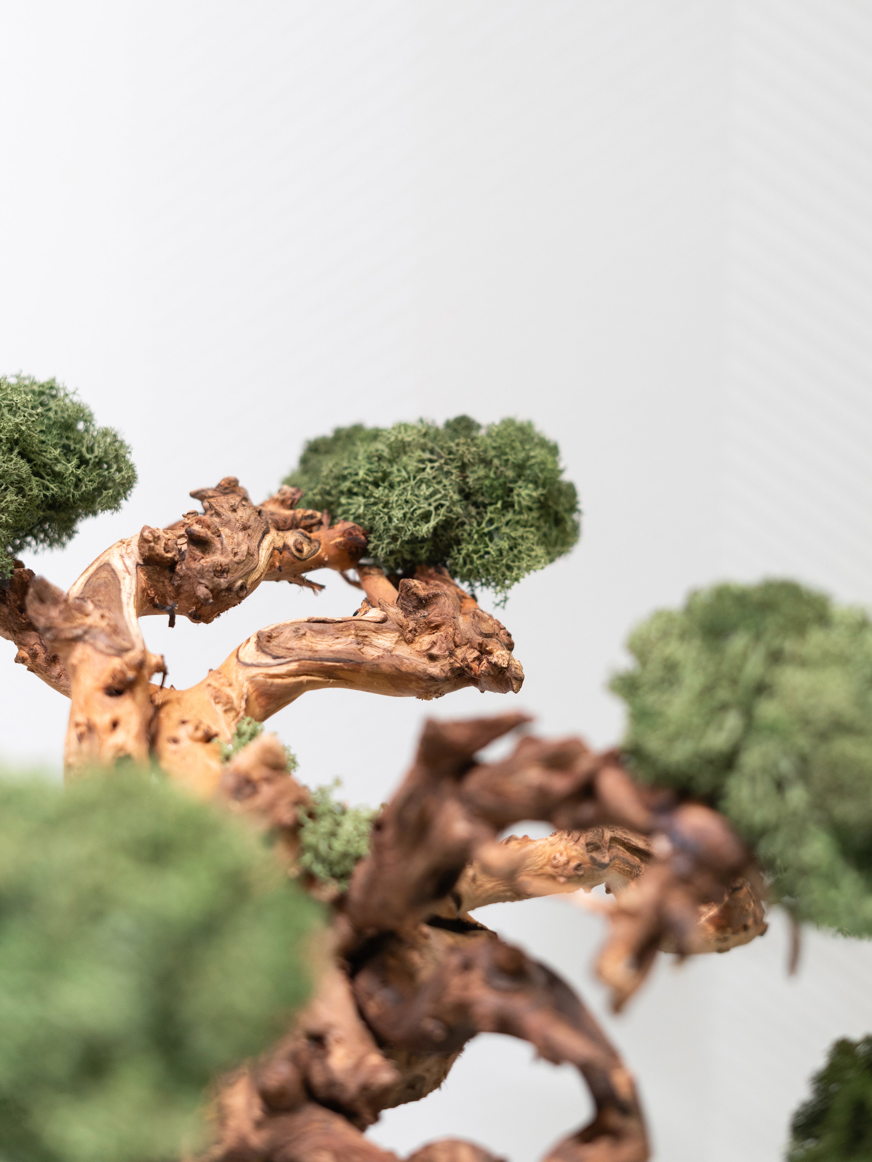 kanso-tree_5