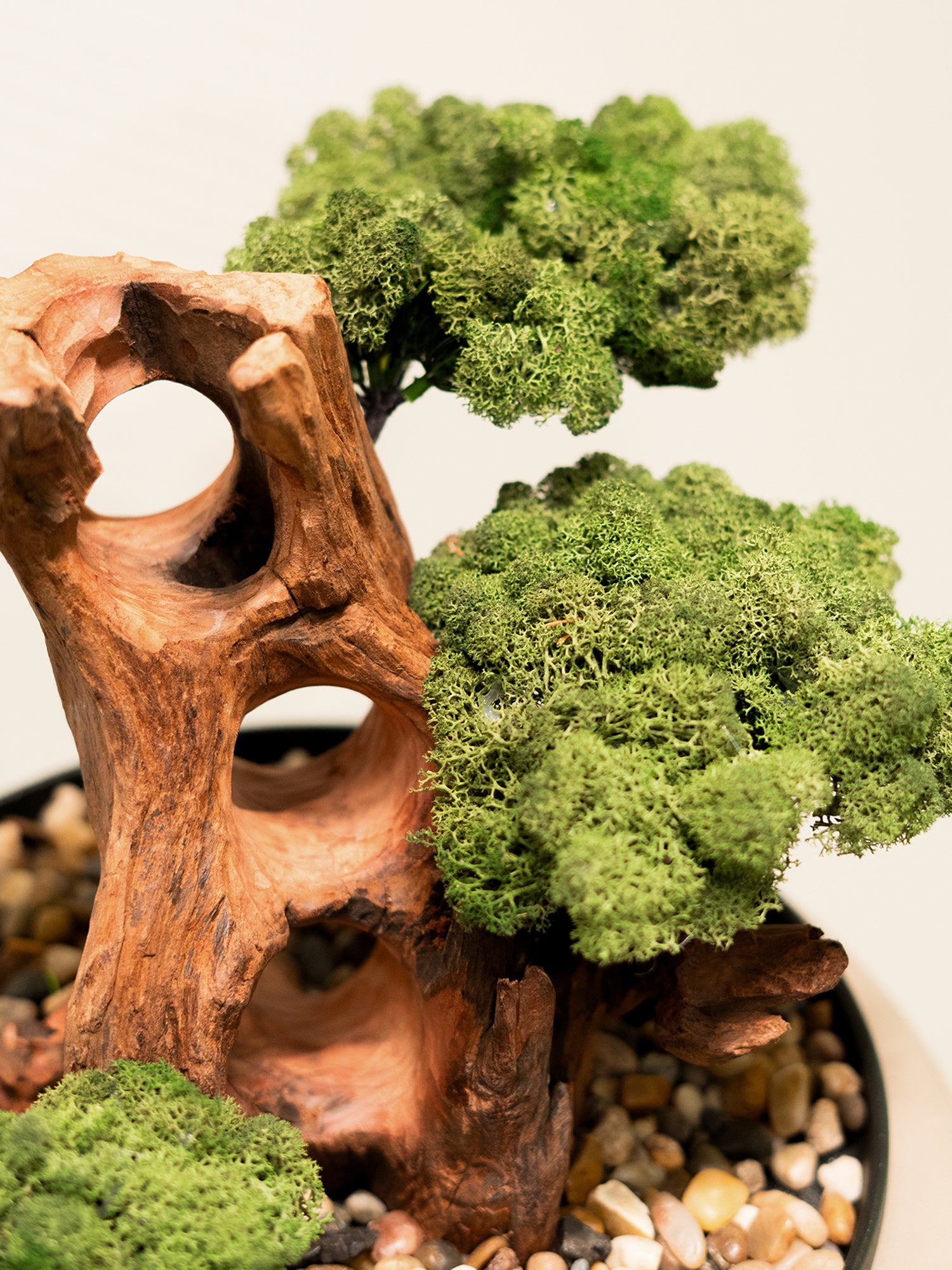 maison-bonsai_3