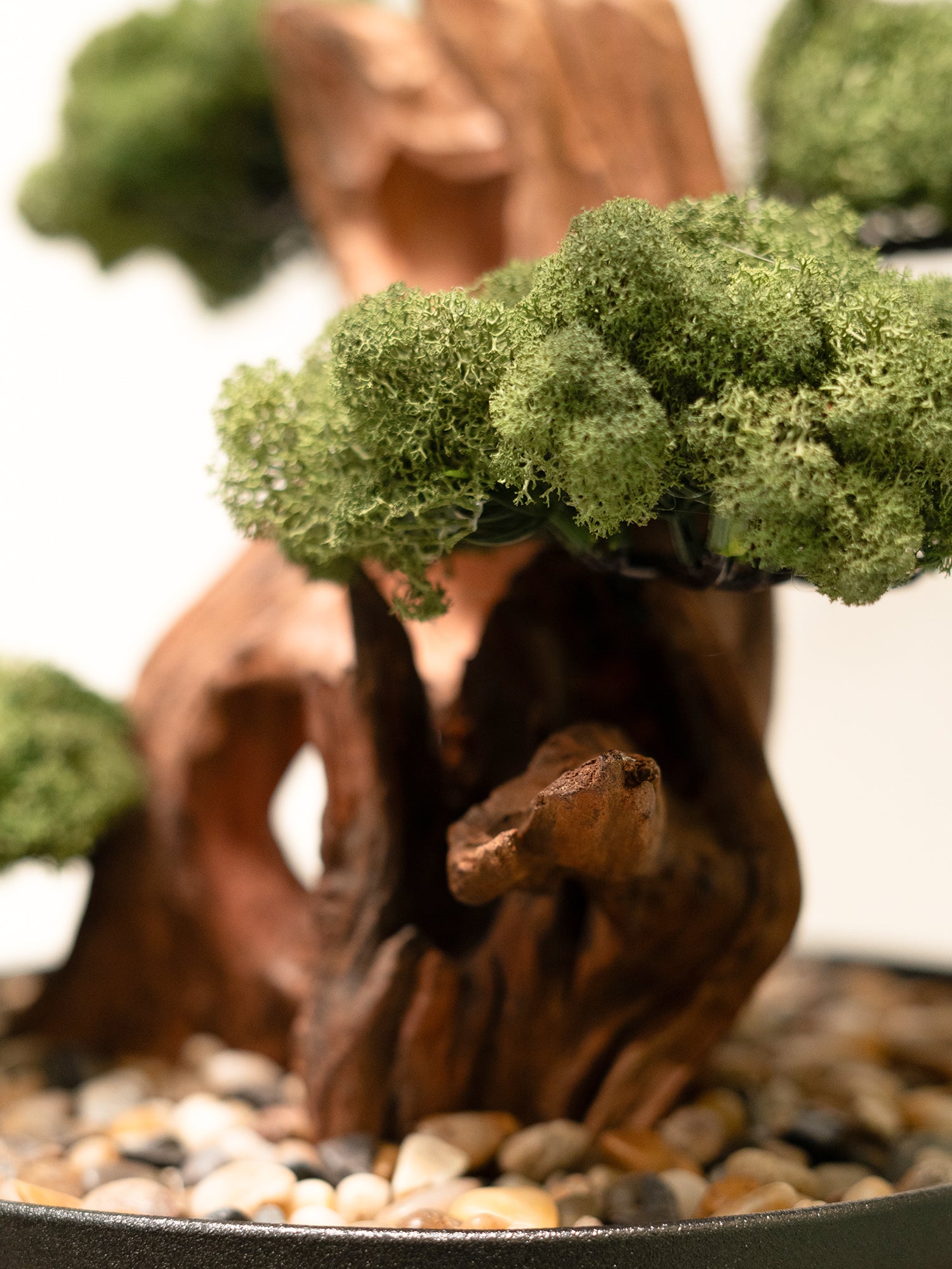 maison-bonsai_6