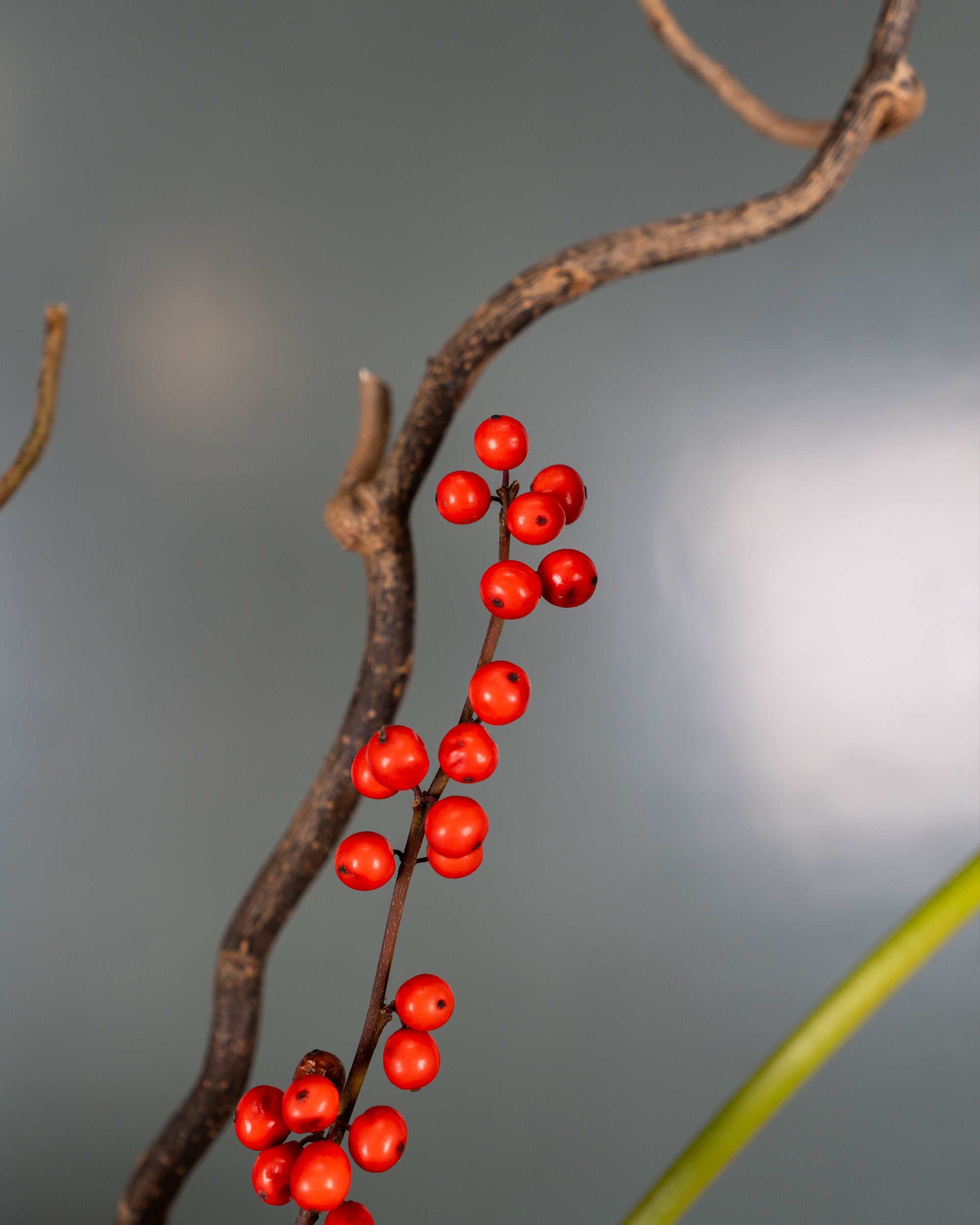 red-fields_5
