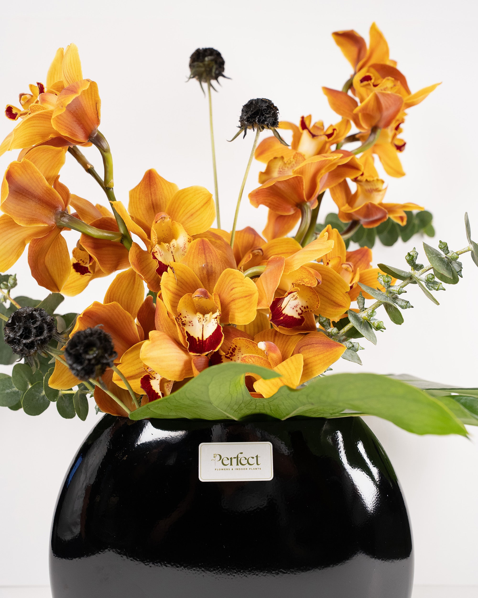 royal-orchid_3